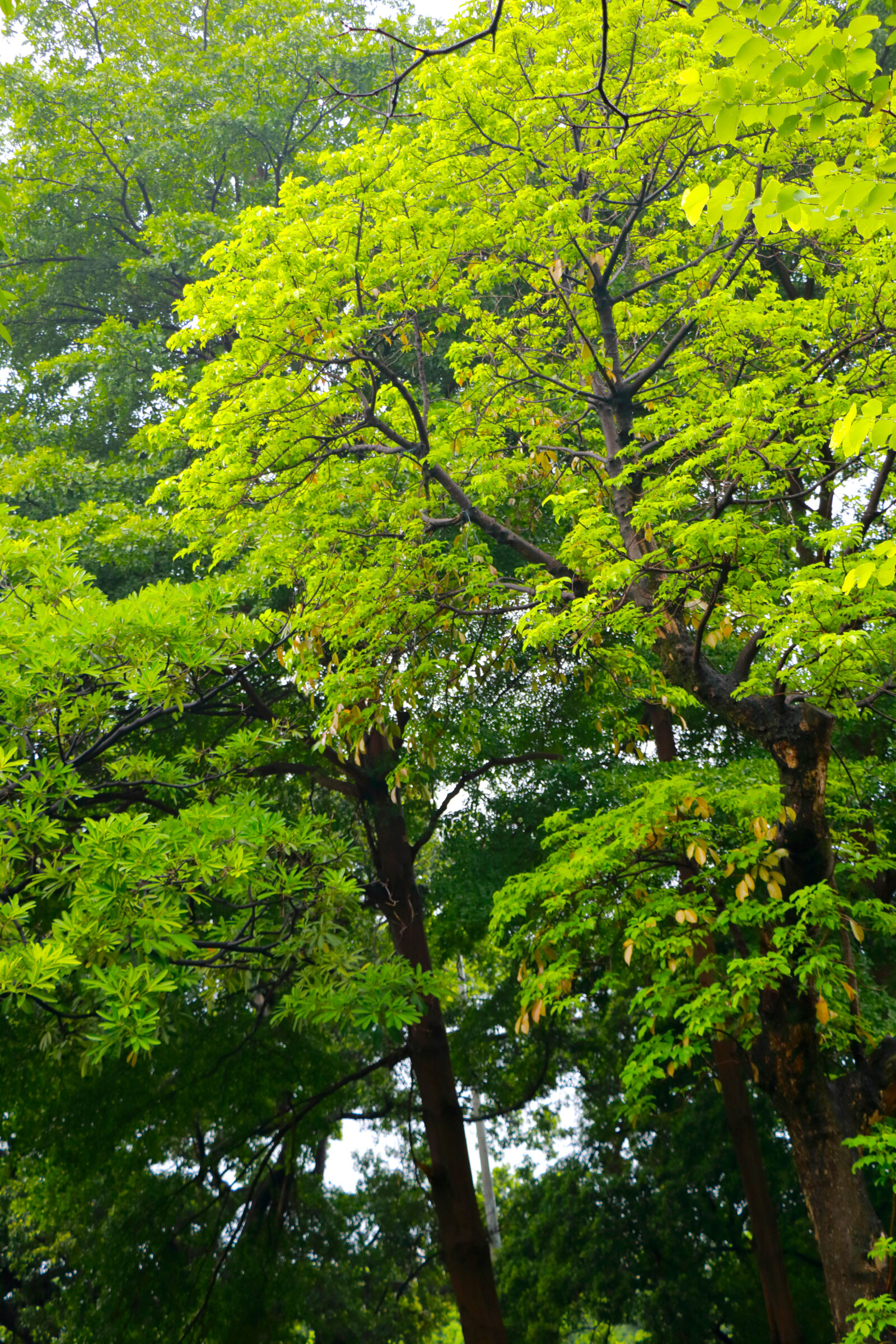 Canon EOS 760D (EOS Rebel T6s / EOS 8000D) sample photo. Green photography