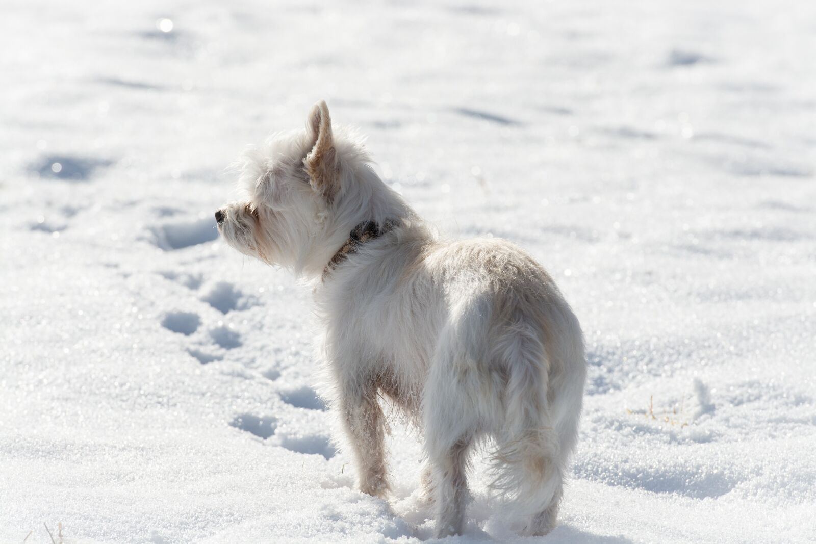 Nikon D7100 sample photo. Dog, white, winter photography