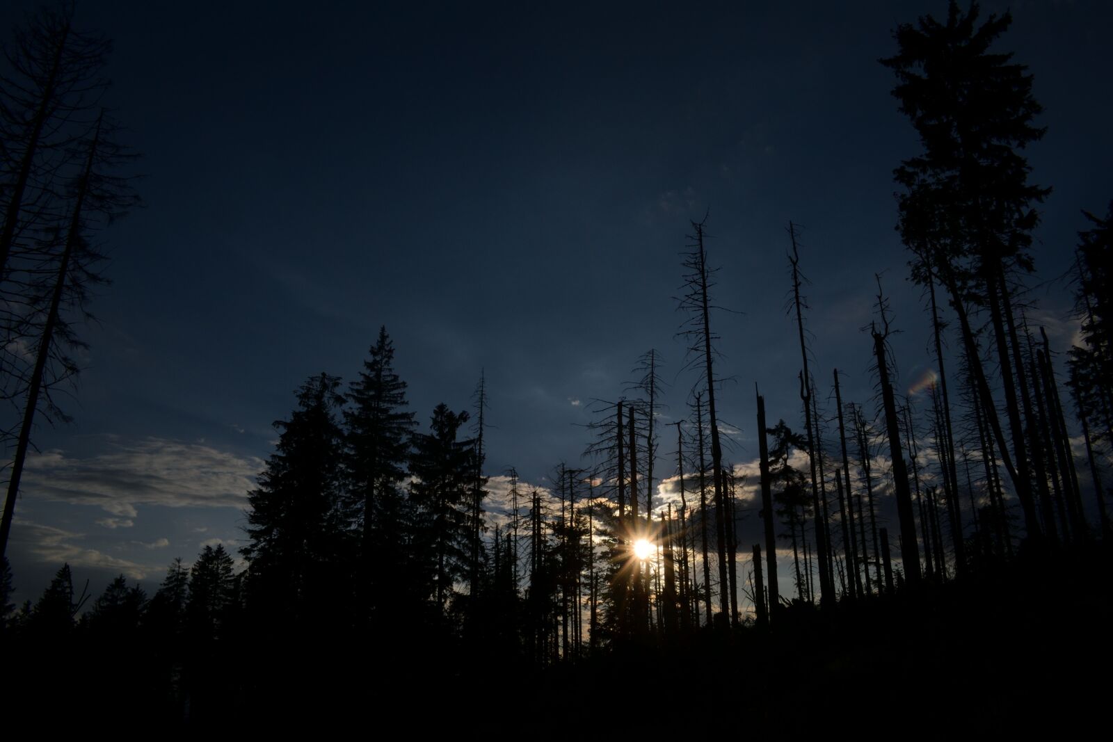 Nikon D3300 sample photo. Sunset, forest, sky photography