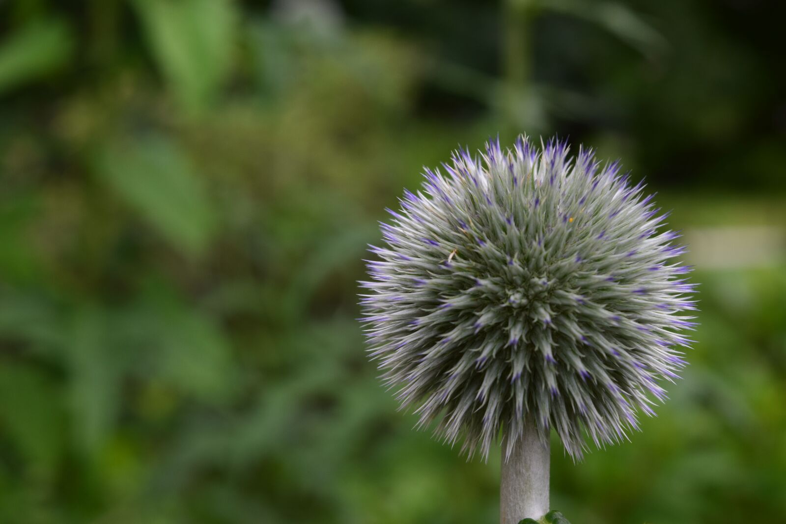 Nikon D3300 sample photo. Thistle, blossom, flower photography