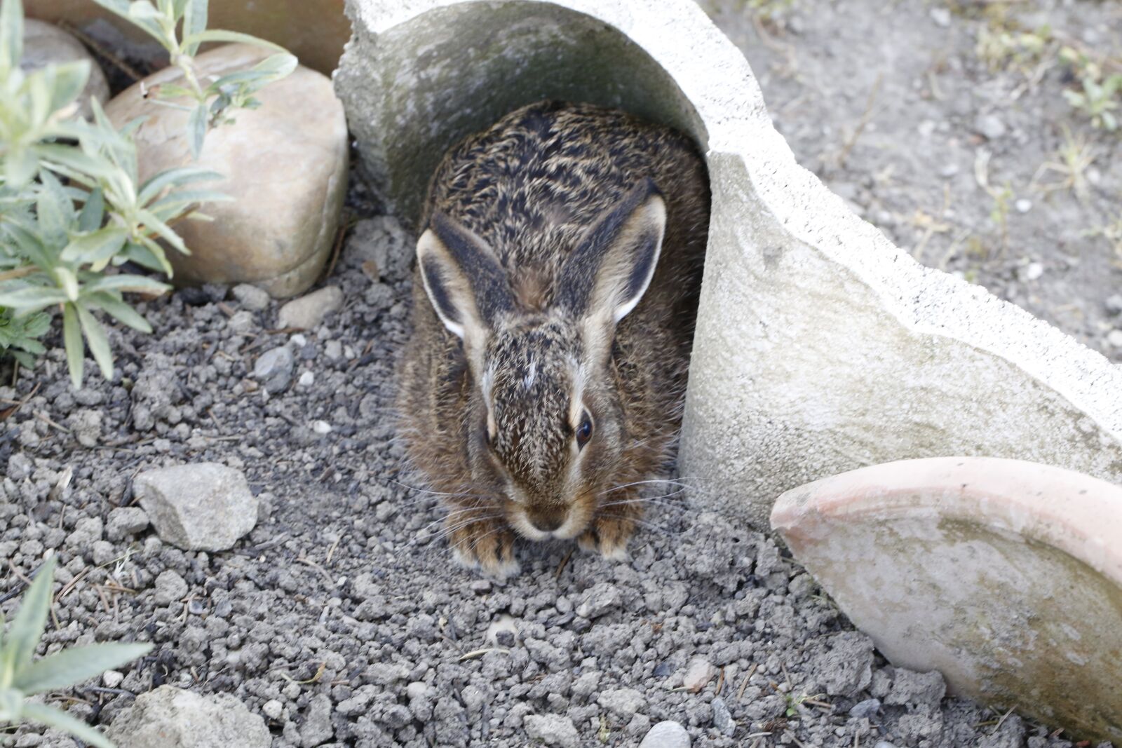 Canon EF 100mm F2.8L Macro IS USM sample photo. Hare, meister lampe, nature photography