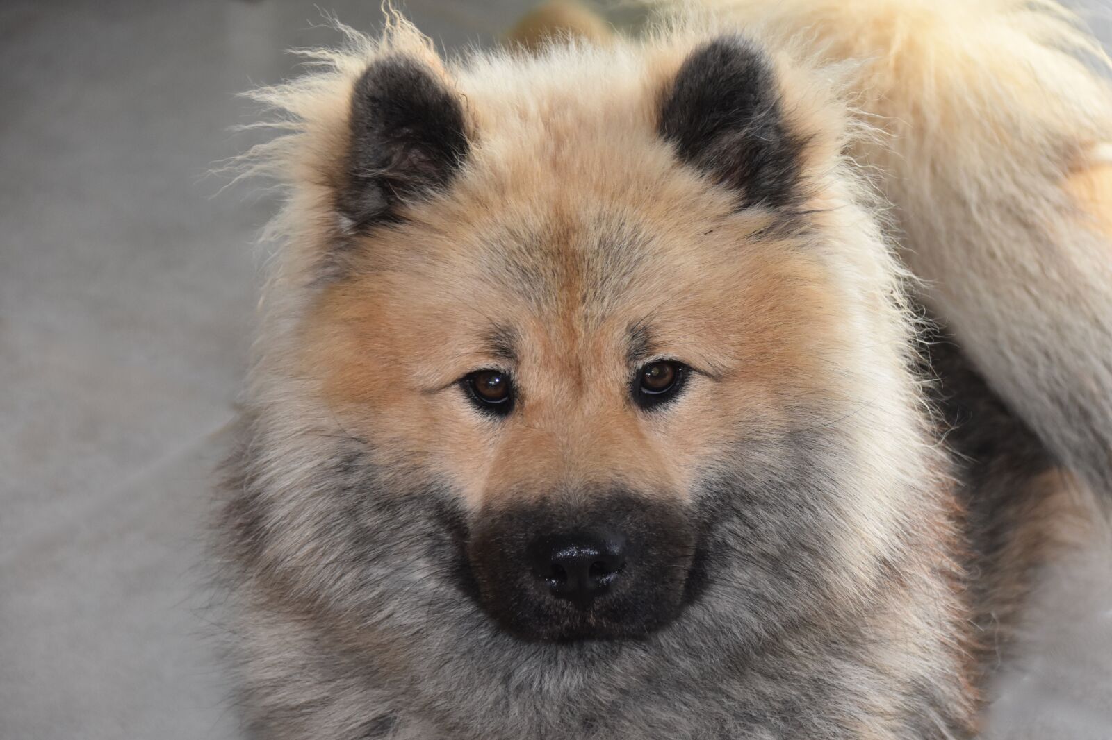 Nikon D5600 sample photo. Dog, dog eurasier, dog photography
