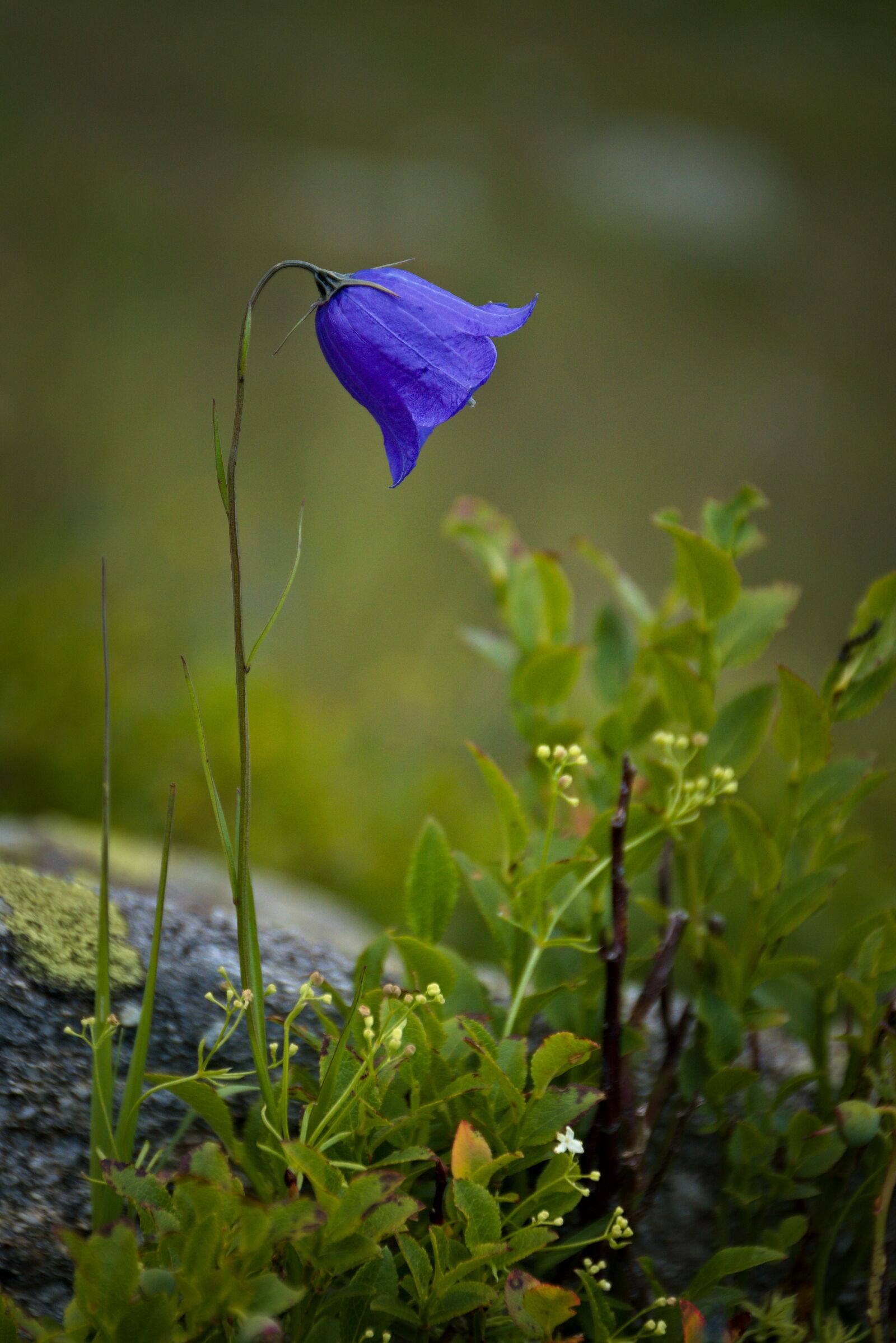 Nikon D5500 sample photo. Nature, plant, flower photography