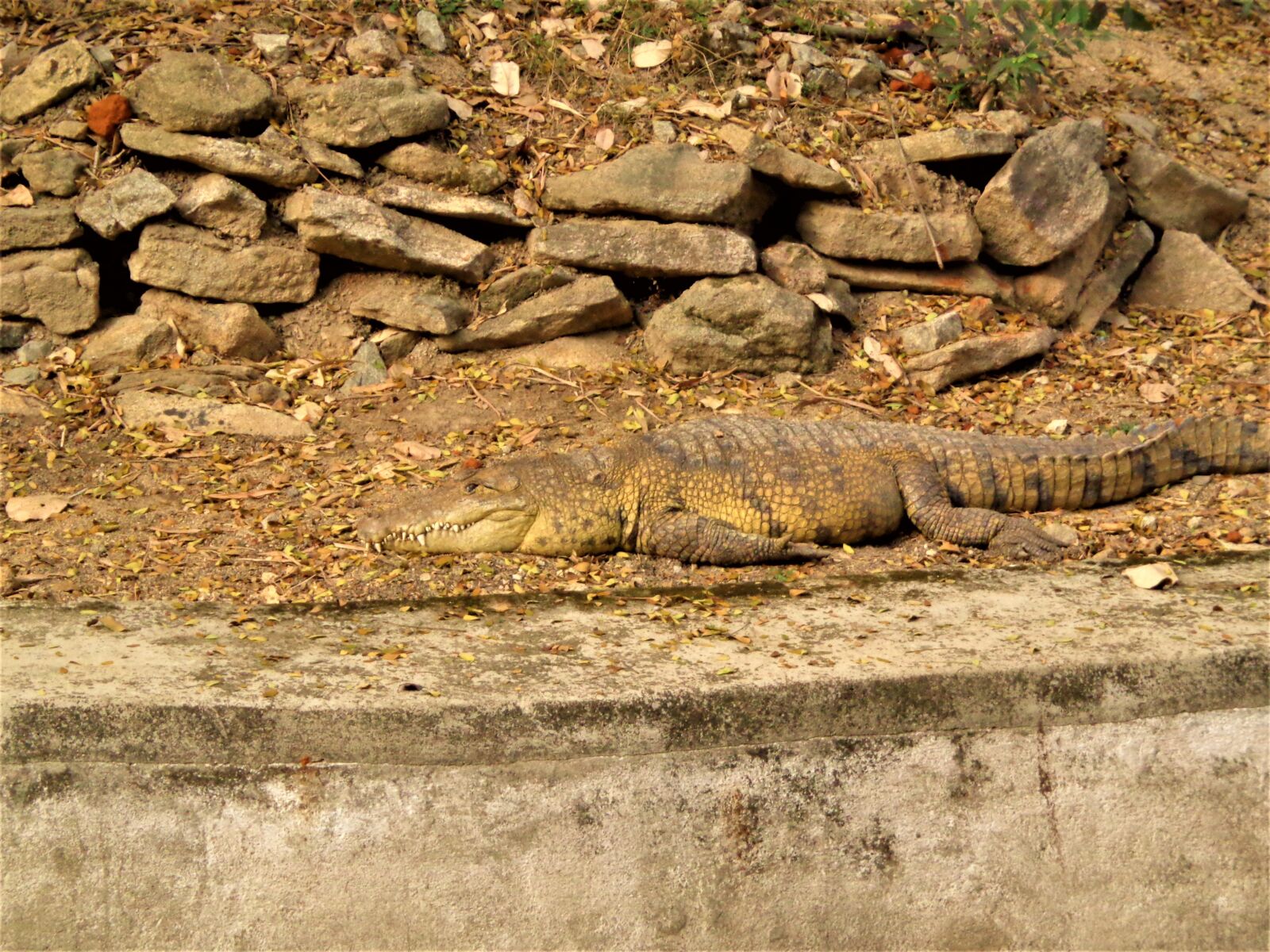 Sony DSC-W630 sample photo. Crocodile, animal, jungle photography