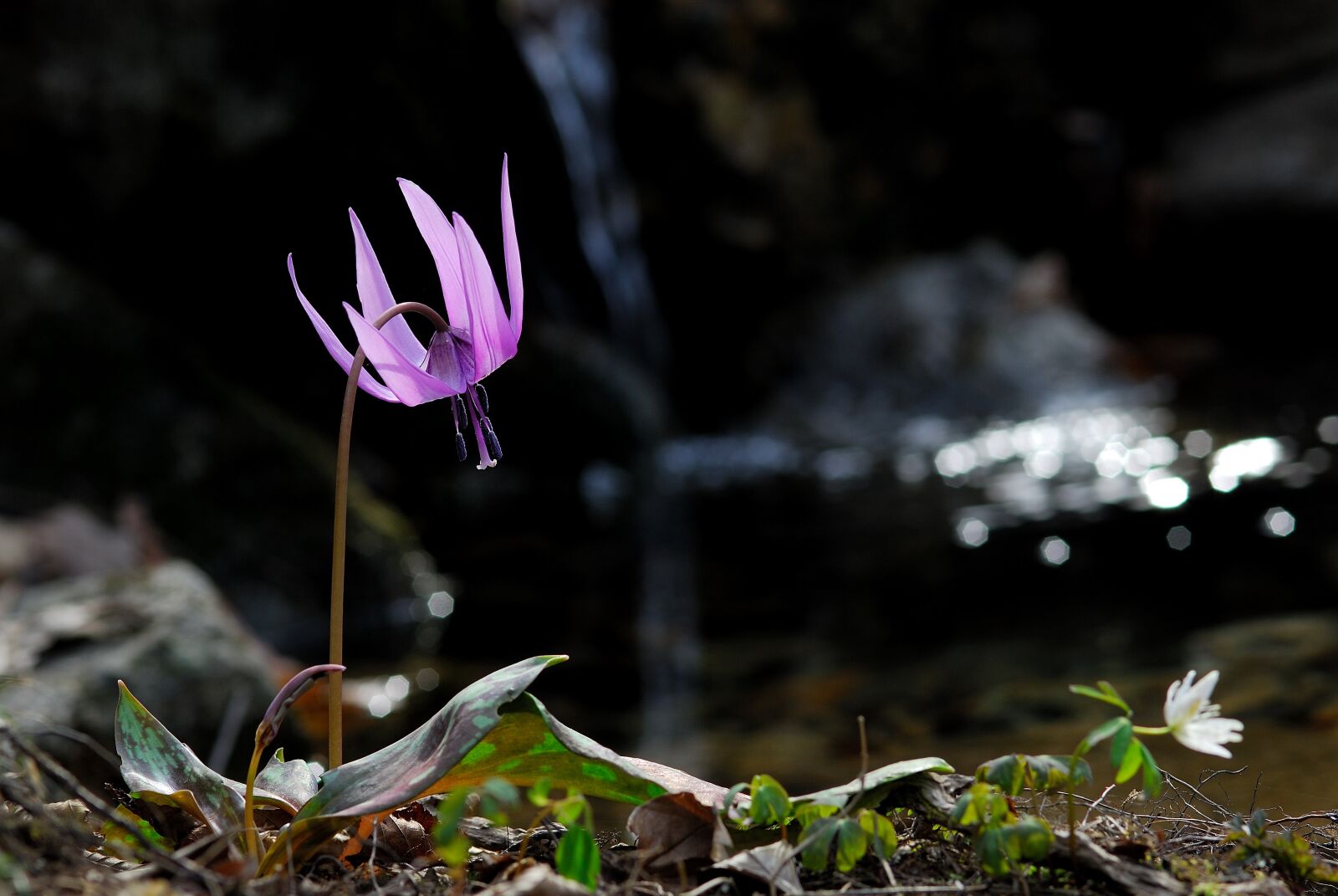 Nikon D200 sample photo. How do, wildflower, spring photography