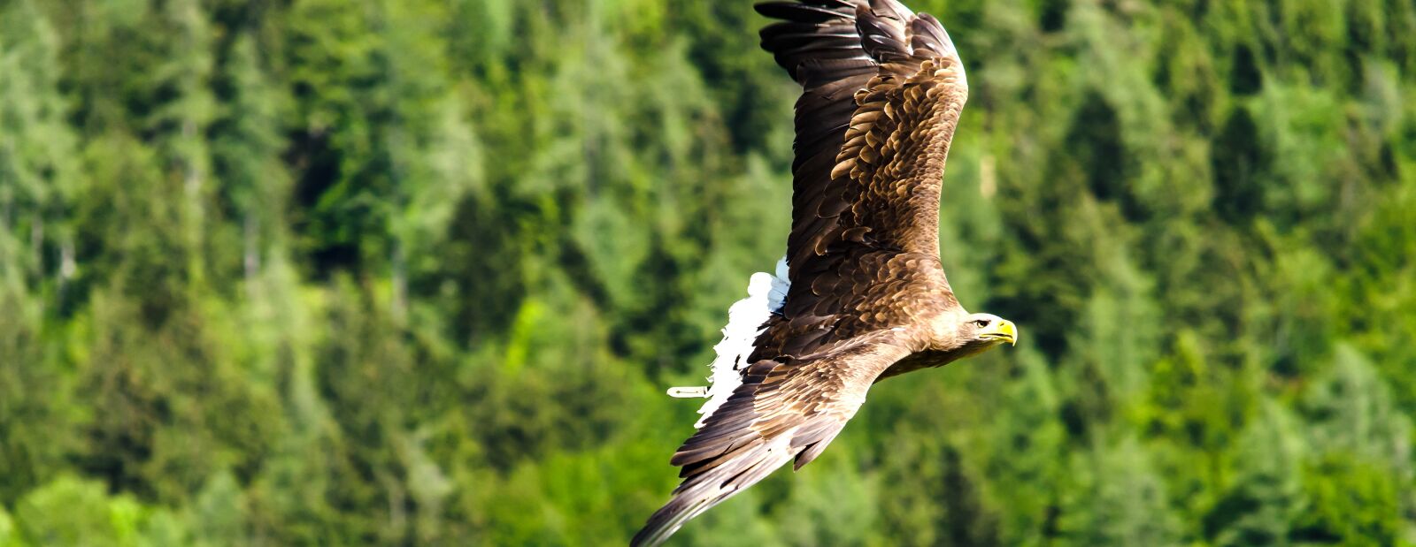 Nikon D5100 sample photo. Imperial eagle, adler, raptor photography