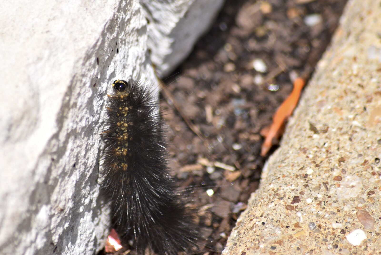 Nikon D5300 sample photo. Caterpillar, insect, hairy photography