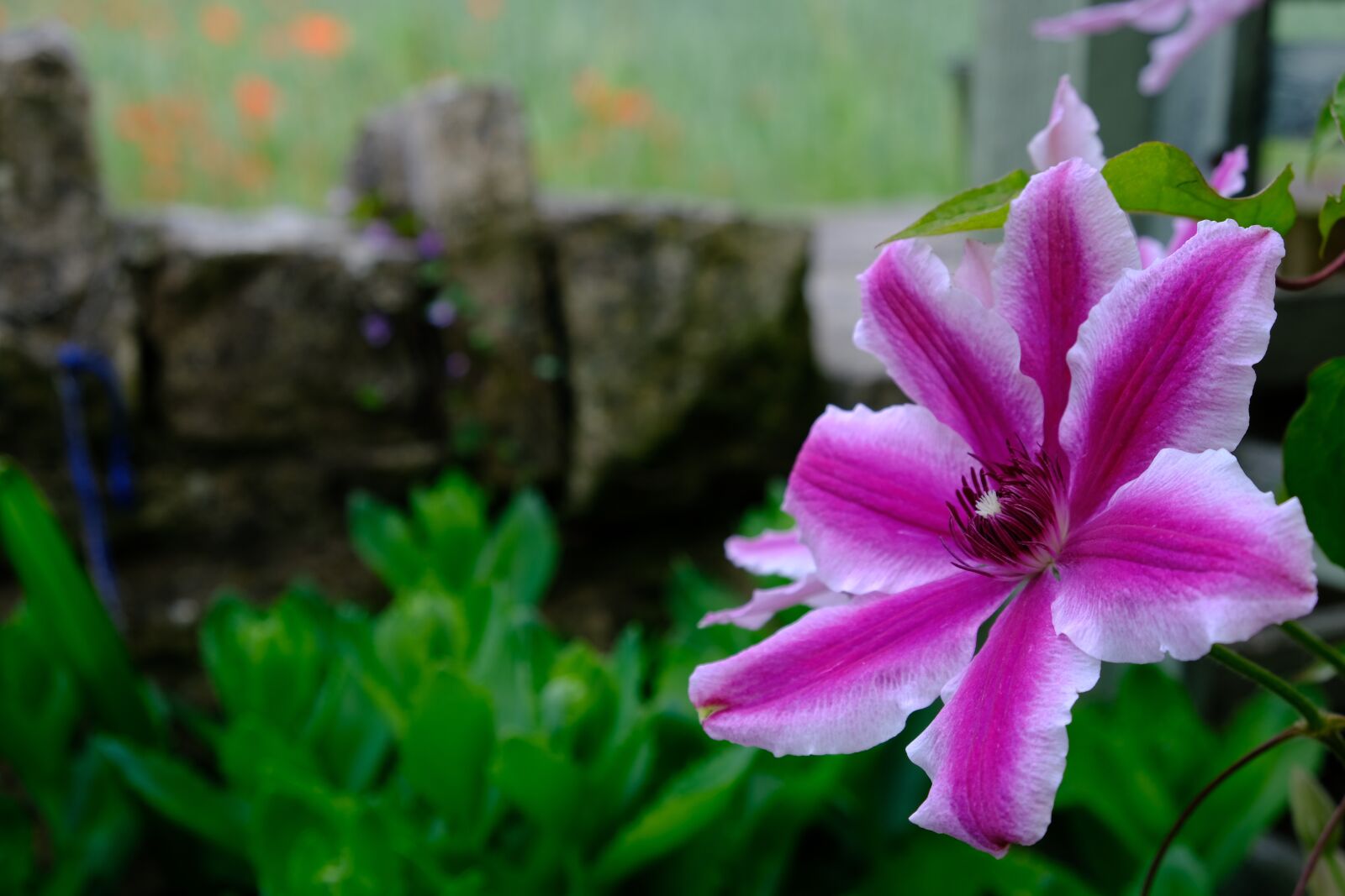 Fujifilm X-T3 sample photo. Flower, nature, bloom photography