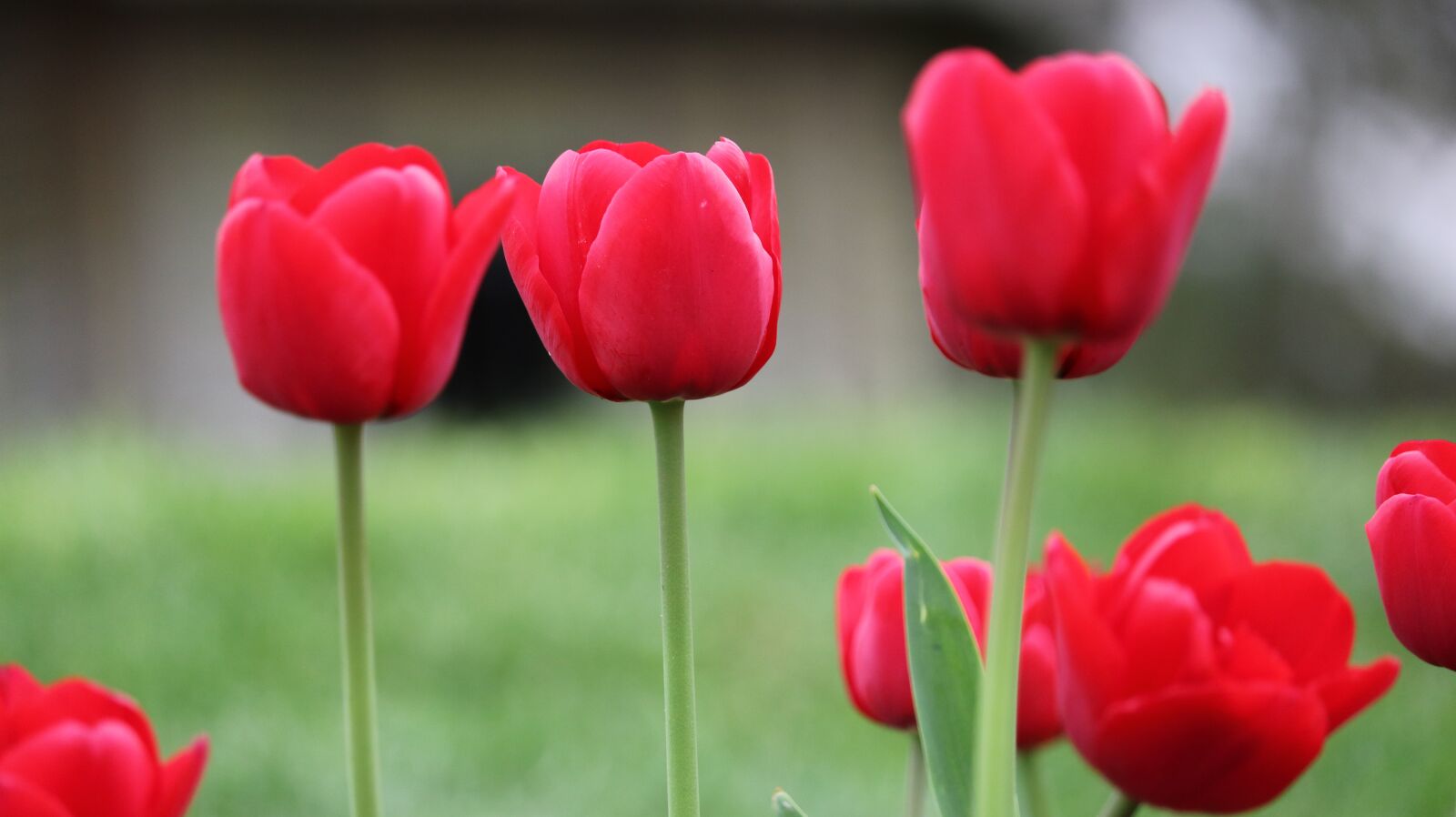 Canon EOS 750D (EOS Rebel T6i / EOS Kiss X8i) sample photo. Flower, nature, tulip photography