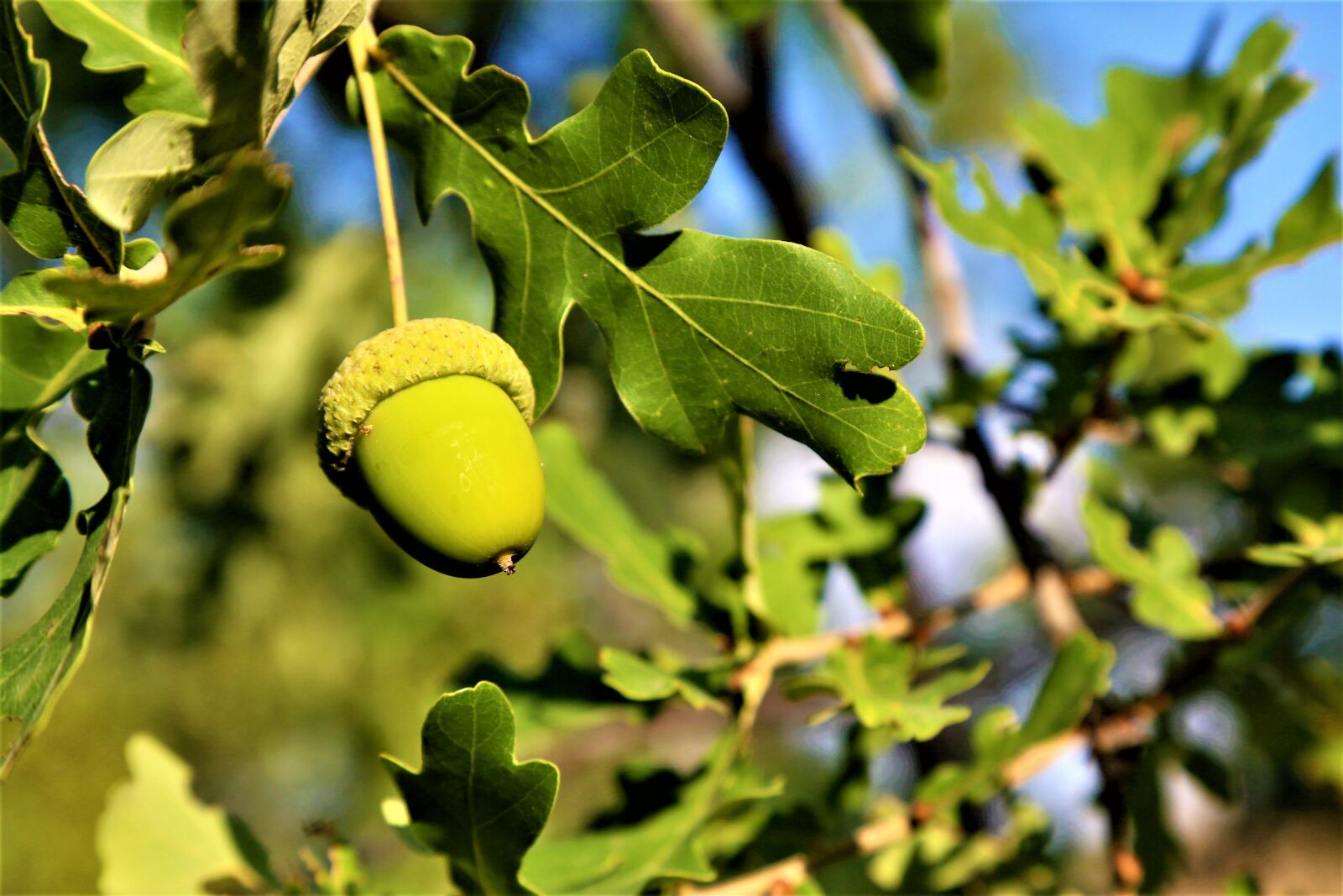 Canon EOS 5D Mark III sample photo. Bonito, oak, nature photography