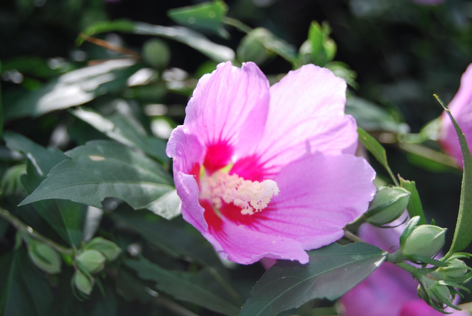 Nikon D40X sample photo. Rose of sharon, flowers photography