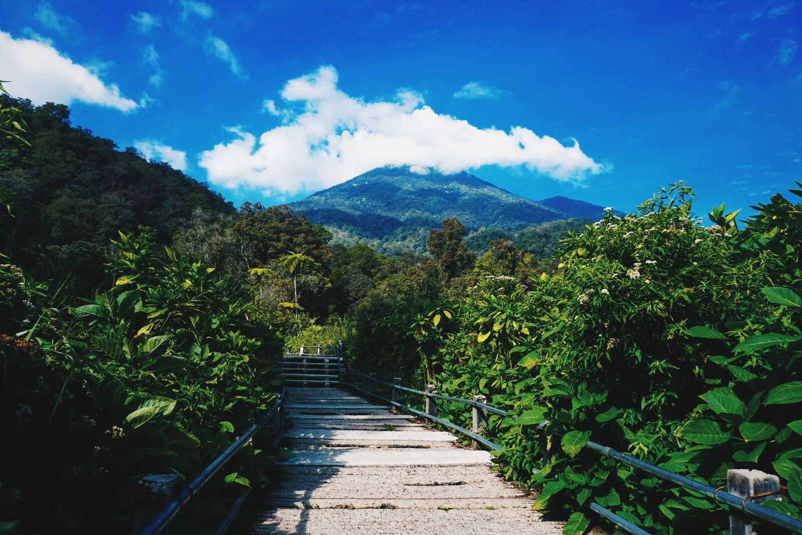Sony a6000 sample photo. Gede pangrango national park photography