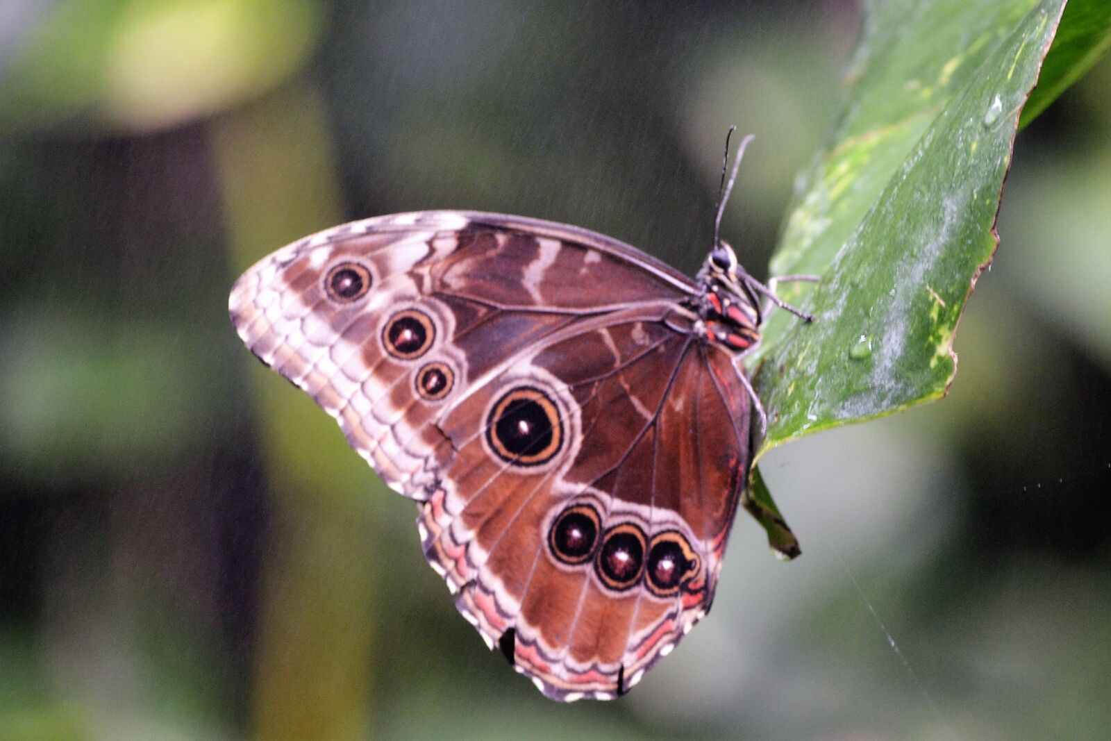 Nikon D3100 sample photo. Butterfly, nature, garden photography