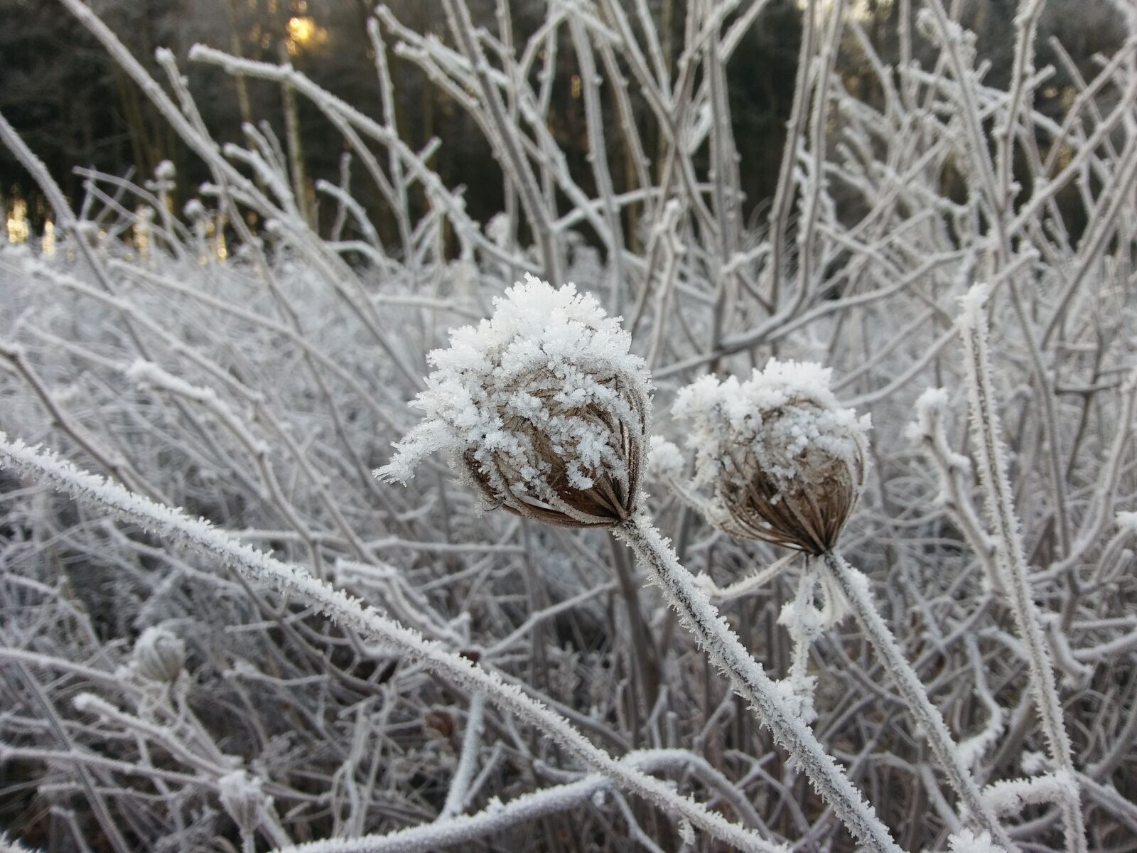 LG K10 sample photo. Winter, frost, landscape photography