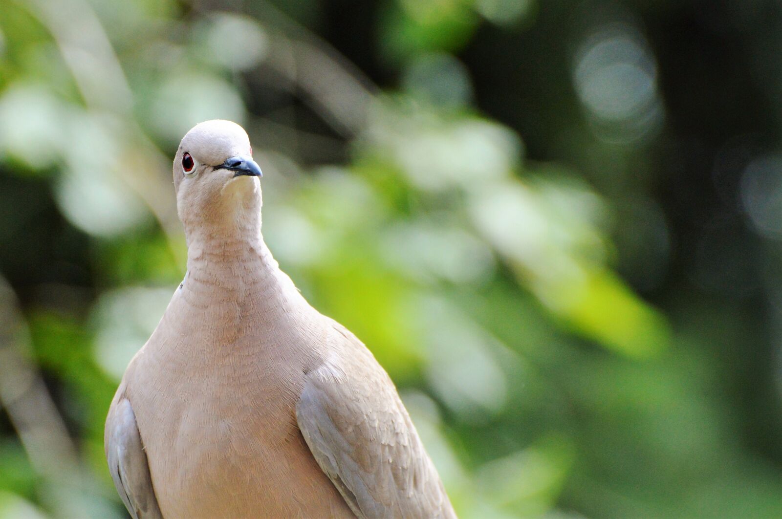 Nikon D3200 sample photo. Dove, collared, bird photography