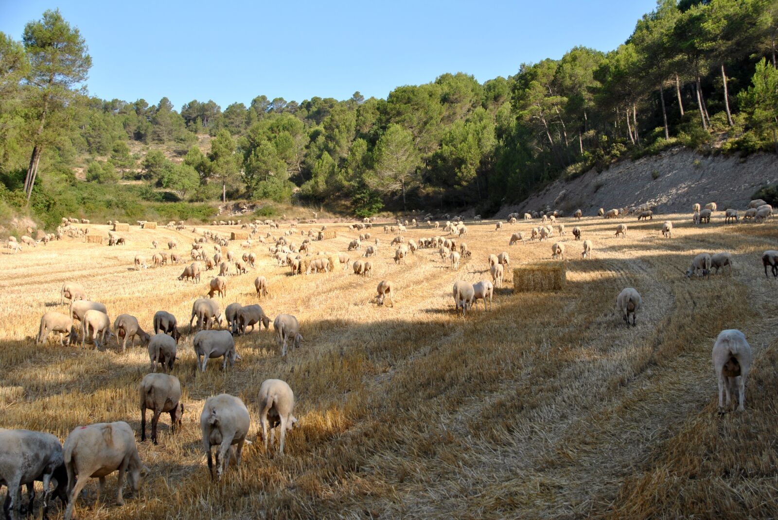 Nikon D3000 sample photo. Sheep, goat, nature photography