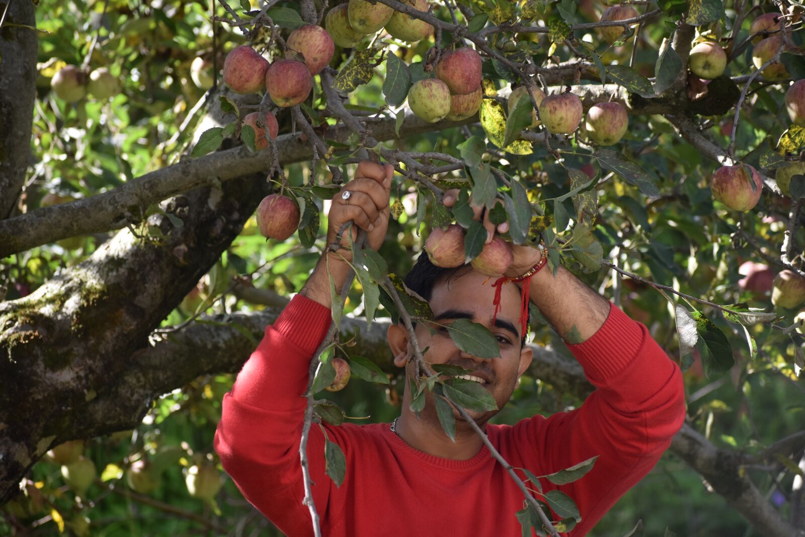 Nikon D3500 sample photo. Apples, farms, sun photography