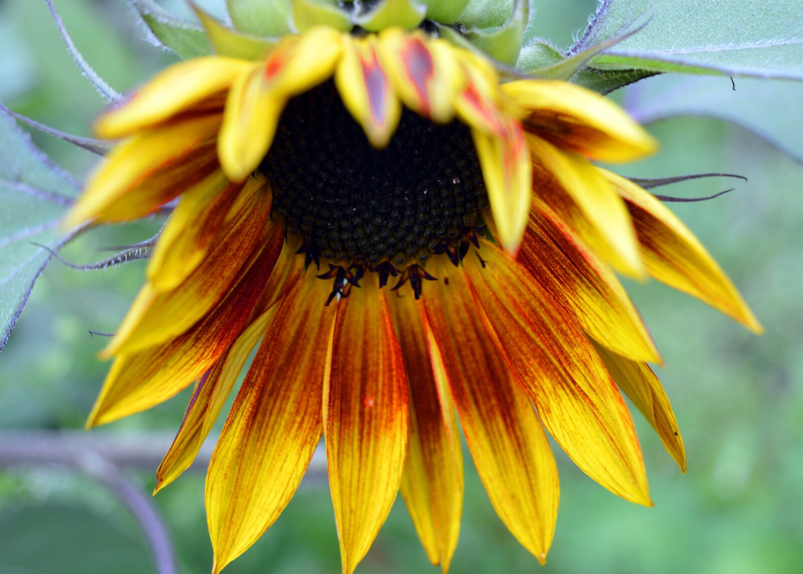 Nikon D3200 sample photo. Sunflower, red, yellow photography