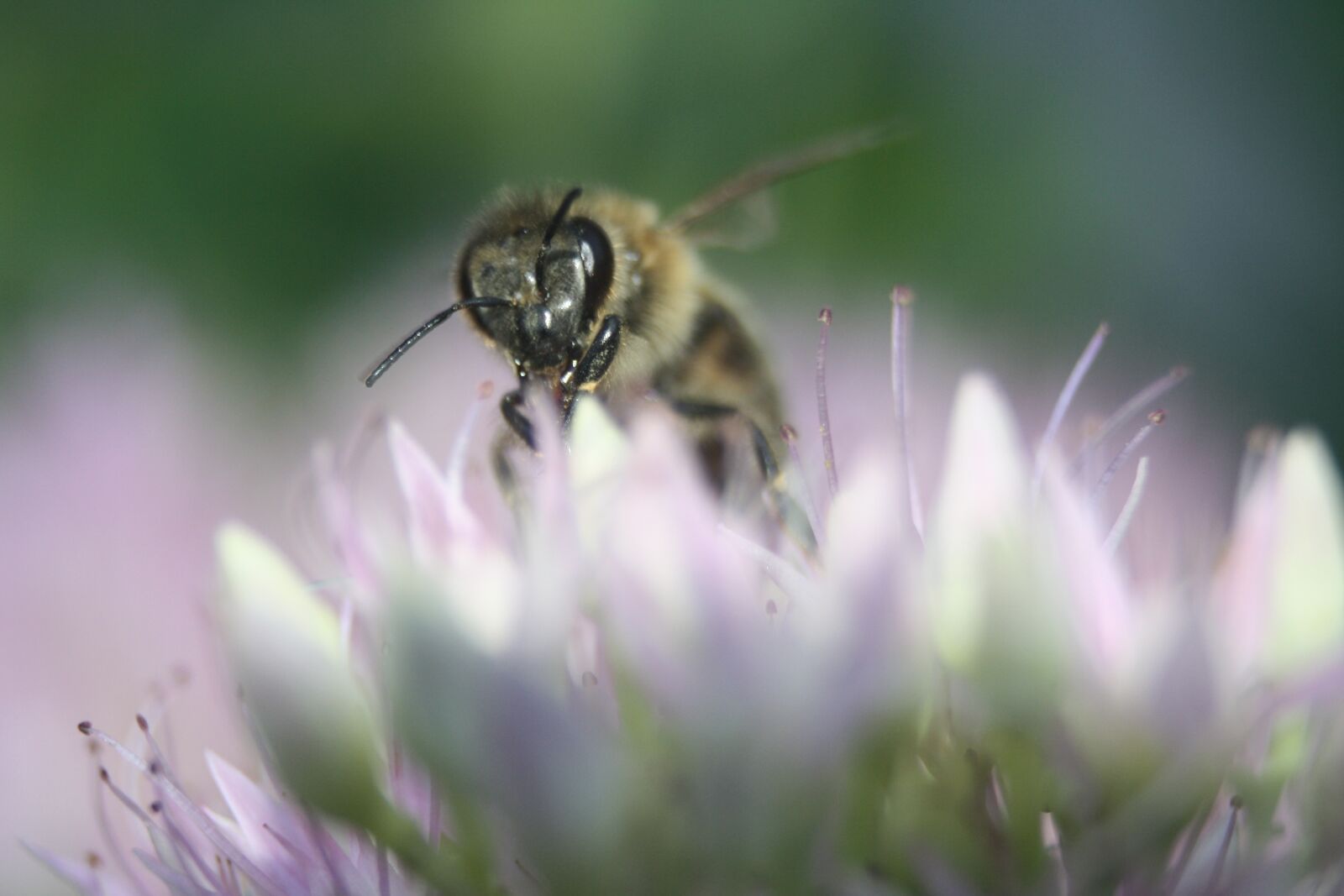 Canon EOS 1000D (EOS Digital Rebel XS / EOS Kiss F) sample photo. Bee, insect, flower photography