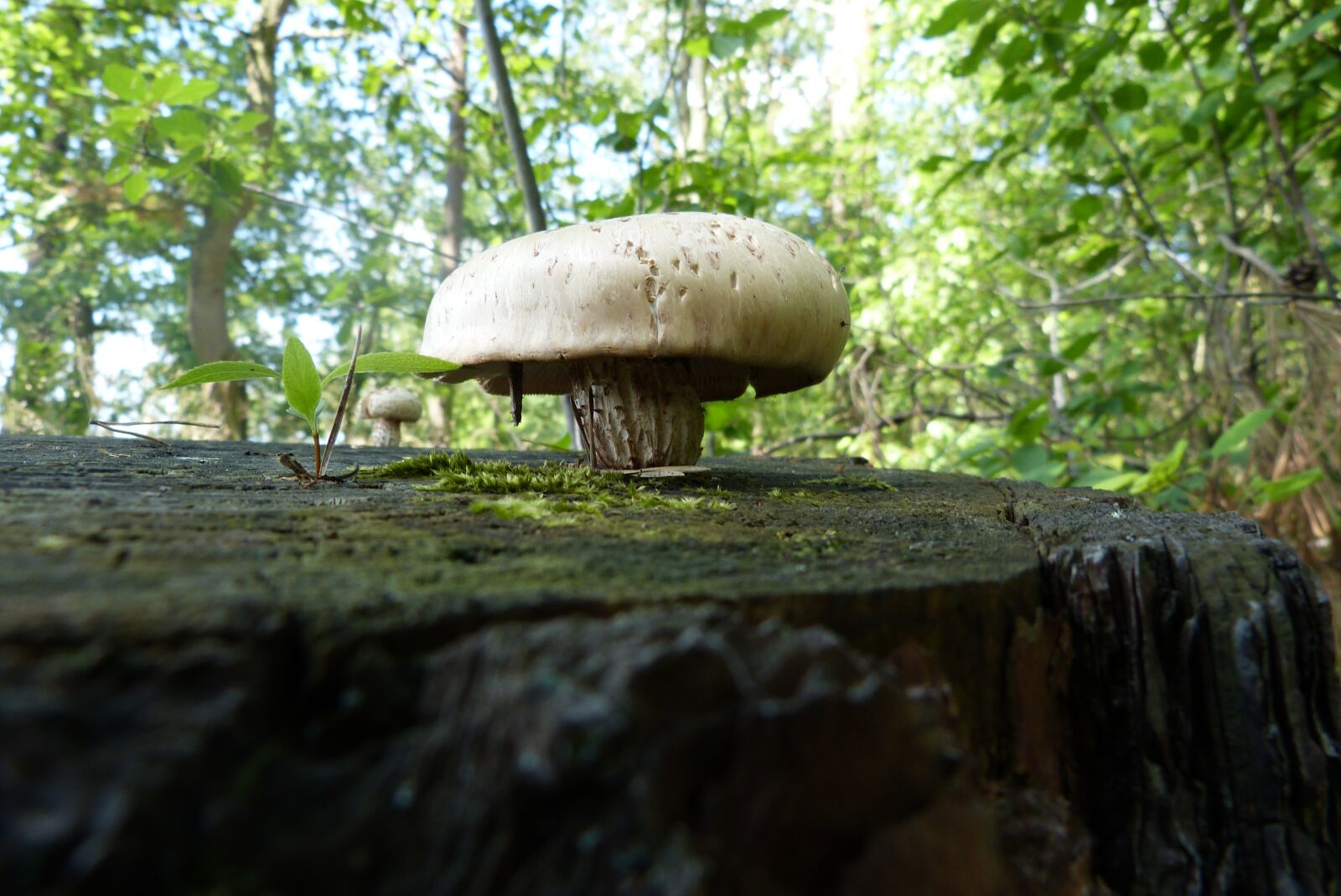 Panasonic Lumix DMC-FZ150 sample photo. Mushroom, forest, white photography