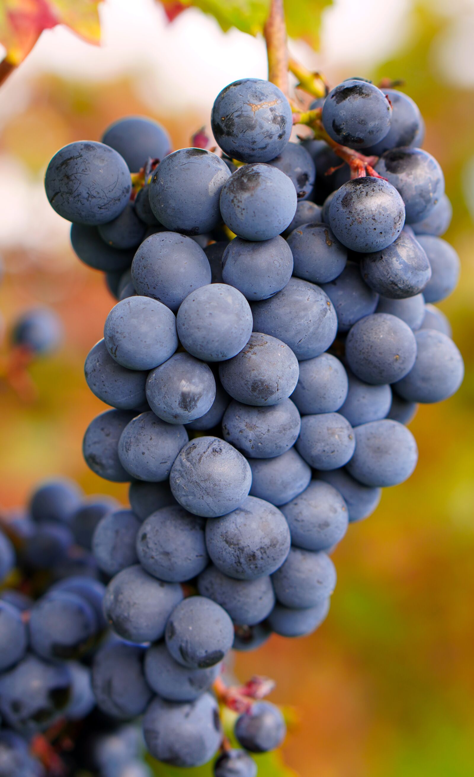 Sony a6400 sample photo. "Grapes, vine, fruit" photography