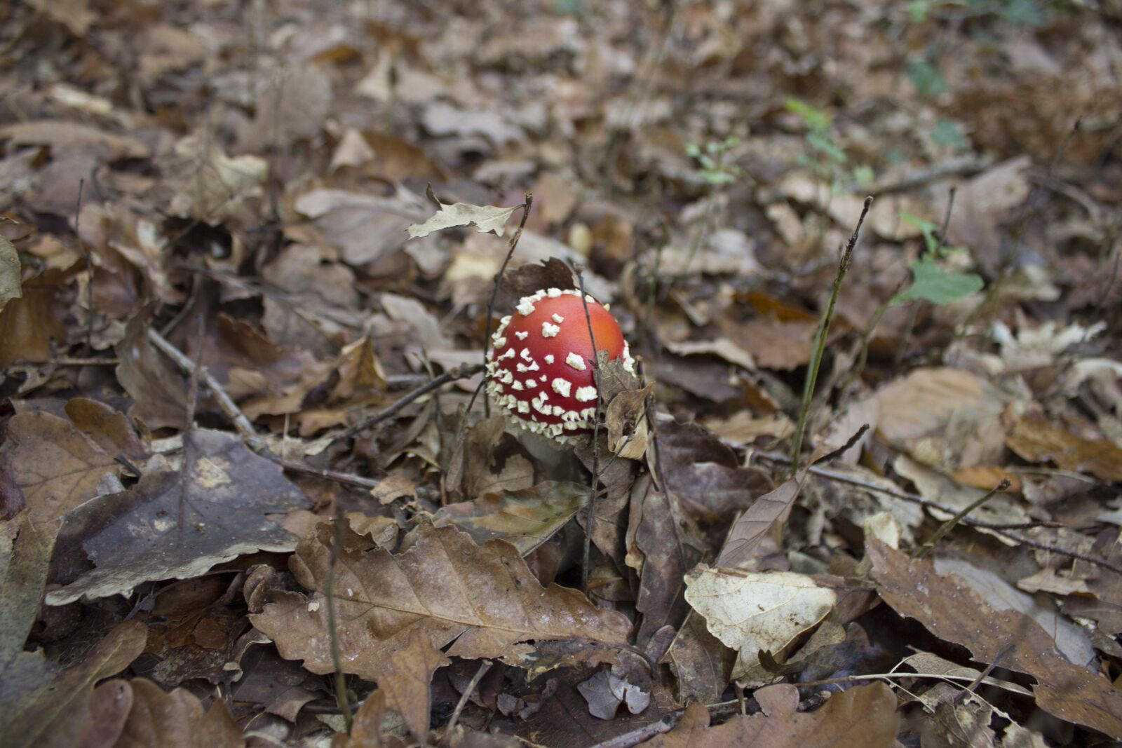 Canon EOS 600D (Rebel EOS T3i / EOS Kiss X5) sample photo. Fungus, red mushroom, white photography