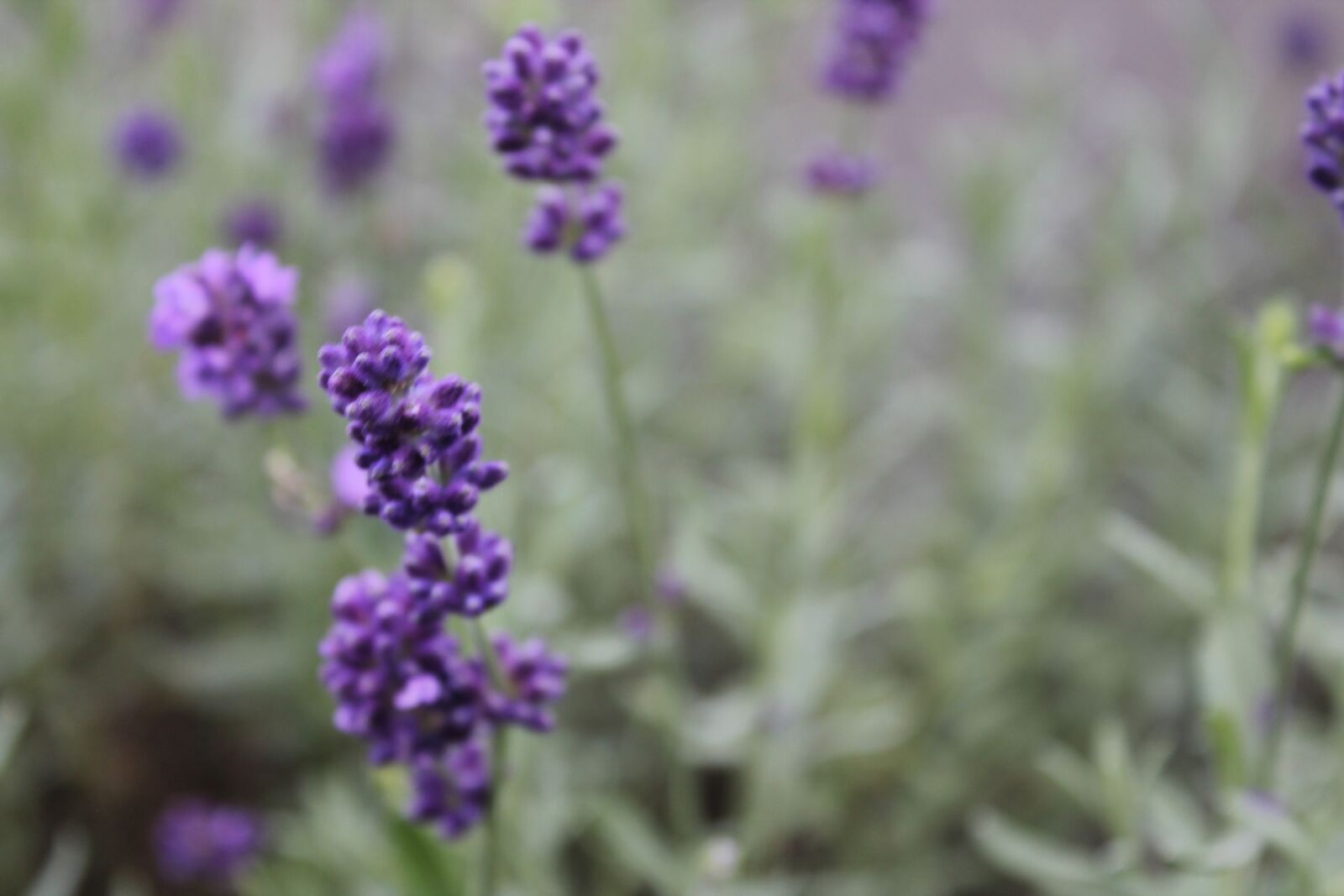 Canon EOS 1100D (EOS Rebel T3 / EOS Kiss X50) sample photo. Lavender, blossom, bloom photography