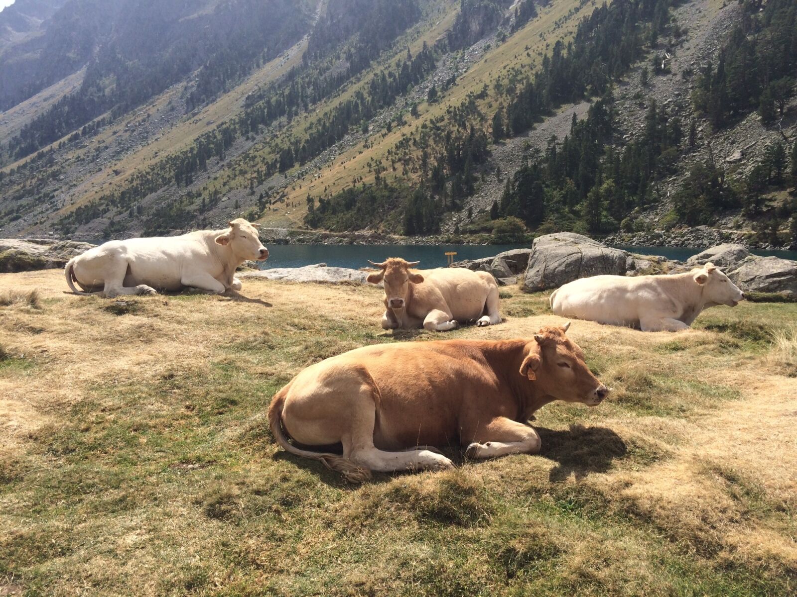 iPhone 5s back camera 4.15mm f/2.2 sample photo. Animals, cow, cattle photography