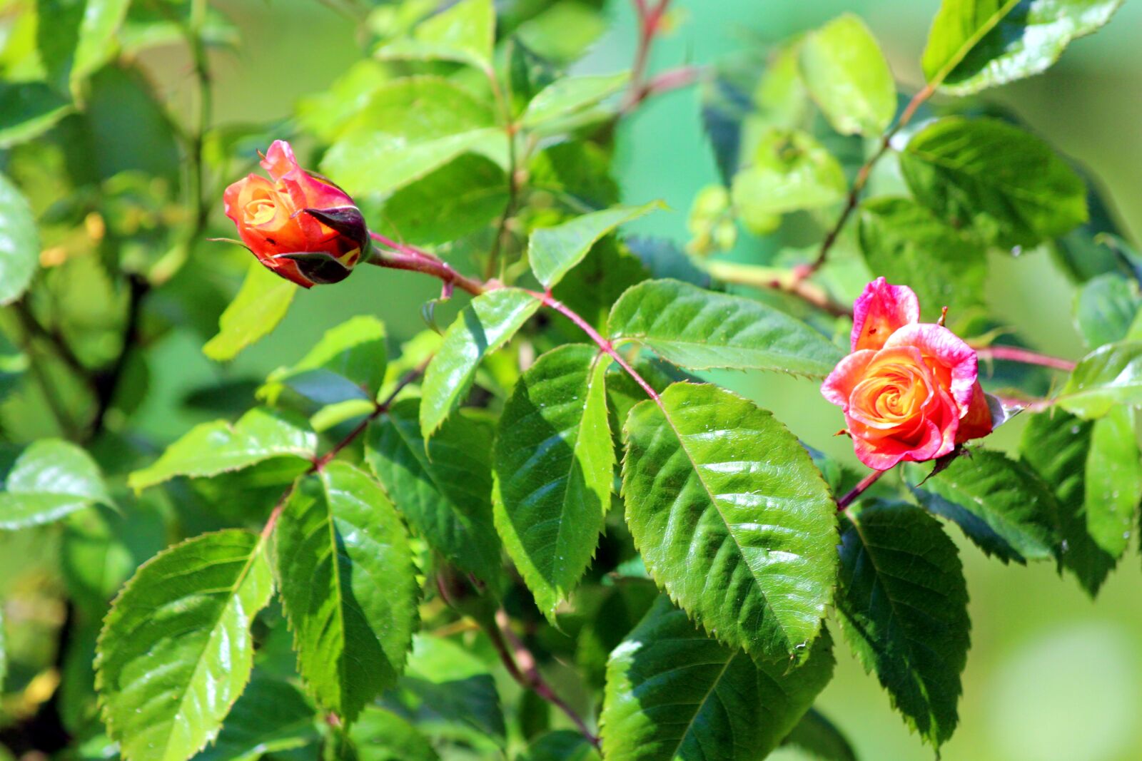 Canon EOS 650D (EOS Rebel T4i / EOS Kiss X6i) sample photo. Roses, rose bush, plant photography