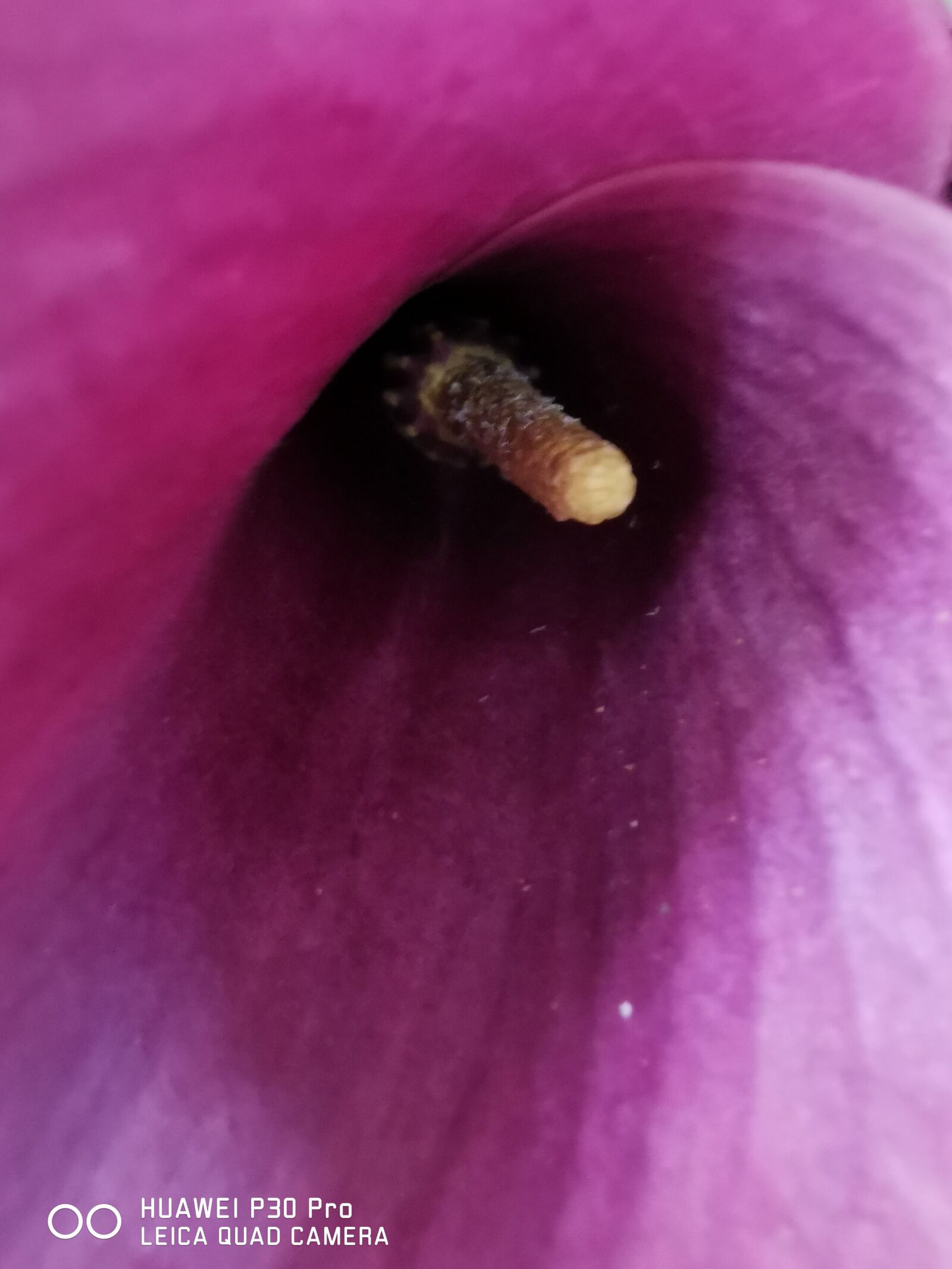 HUAWEI P30 Pro sample photo. Flowers, pink, floral photography