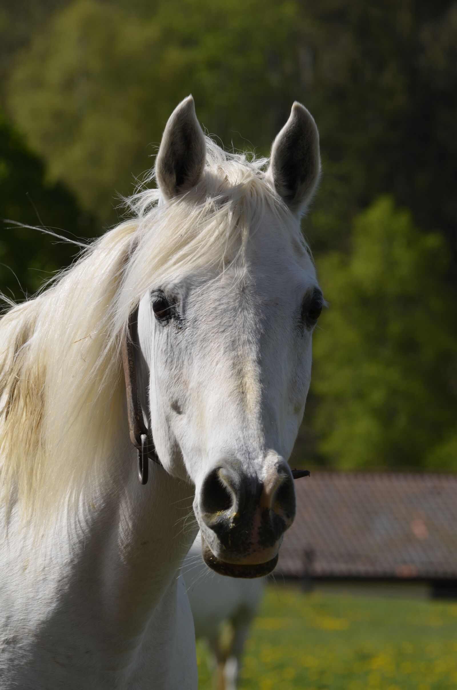 Nikon D5100 sample photo. Animal, nature, mane photography