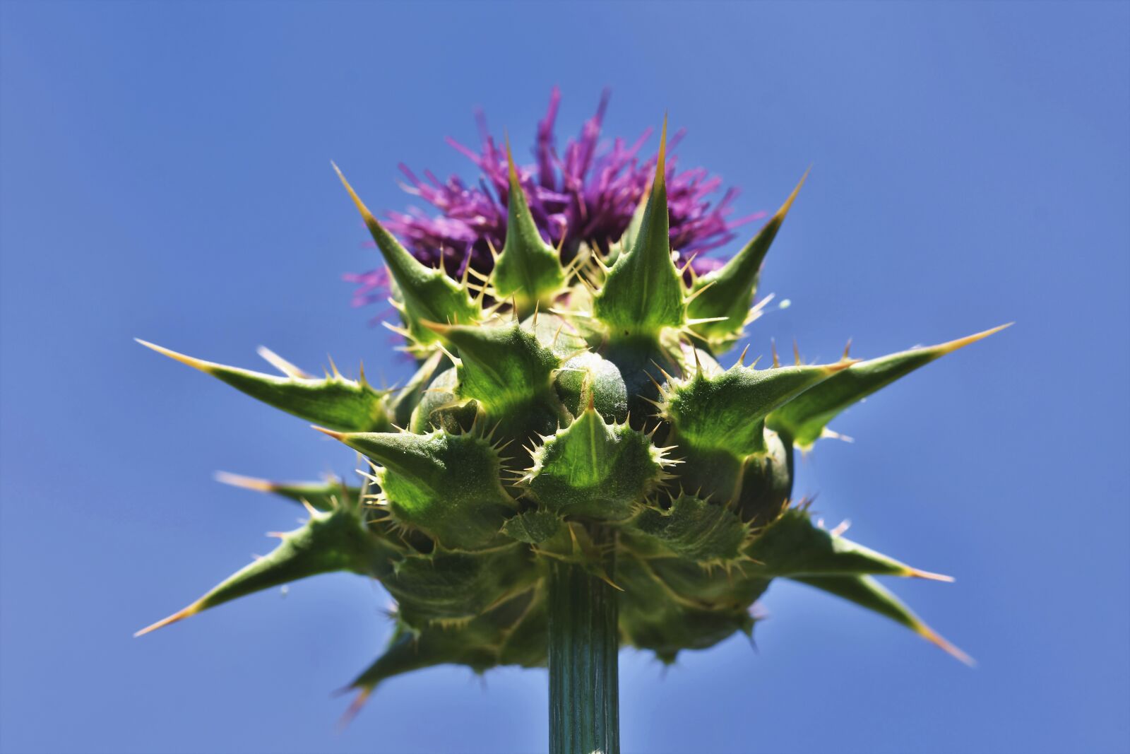 Nikon D7200 sample photo. Thistle, common donkey thistle photography