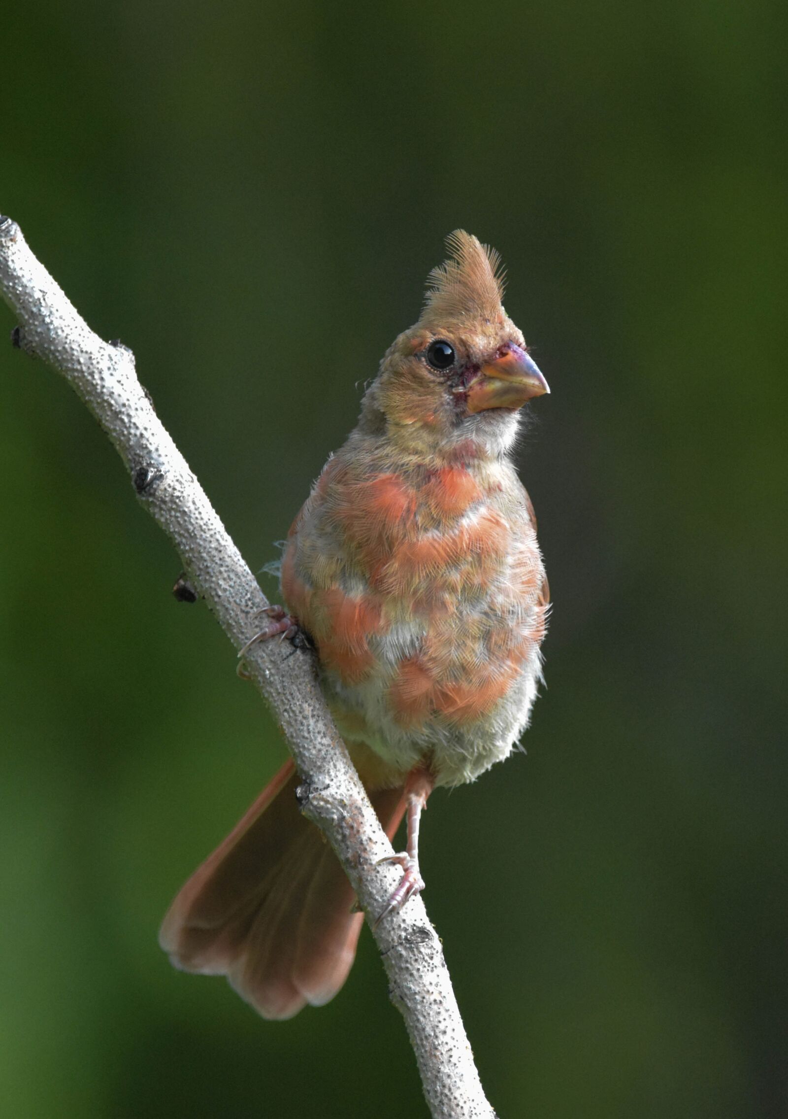 Nikon D3400 sample photo. Juvenile northern cardinal, perched photography