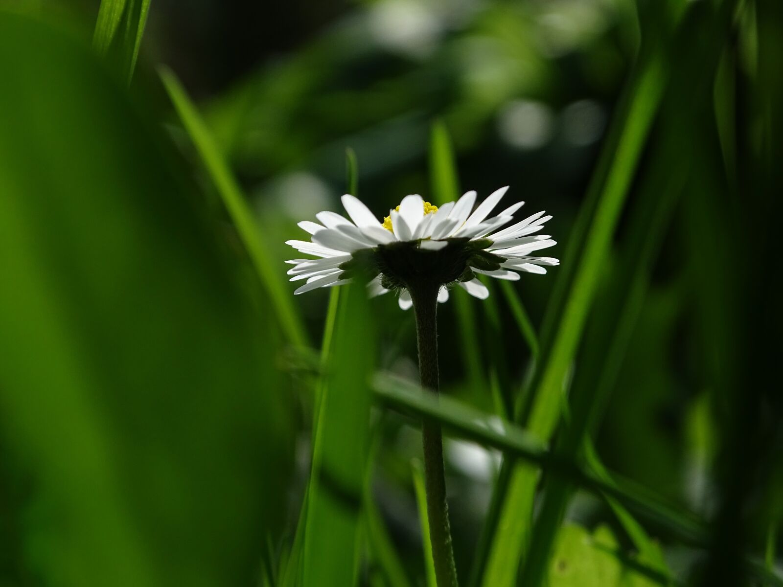 Sony Cyber-shot DSC-HX400V sample photo. Daisy, spring, grass photography