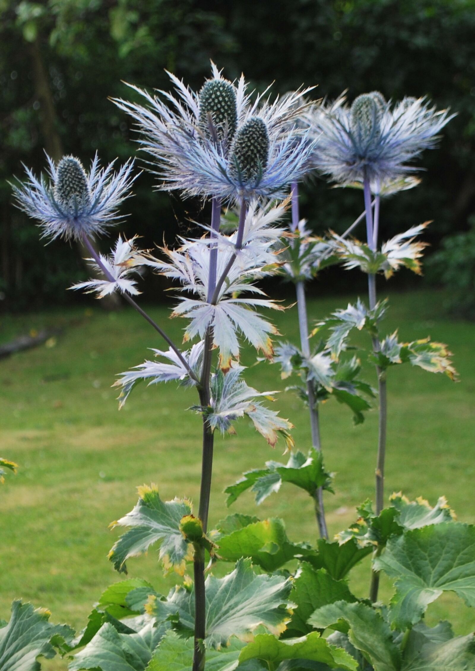 Nikon D60 sample photo. Nature, scotland, silver thistle photography