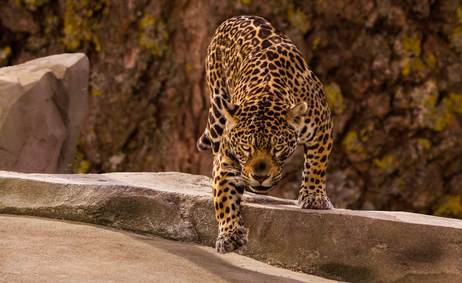 Canon EOS 60D sample photo. Zoo, jaguar, predator photography