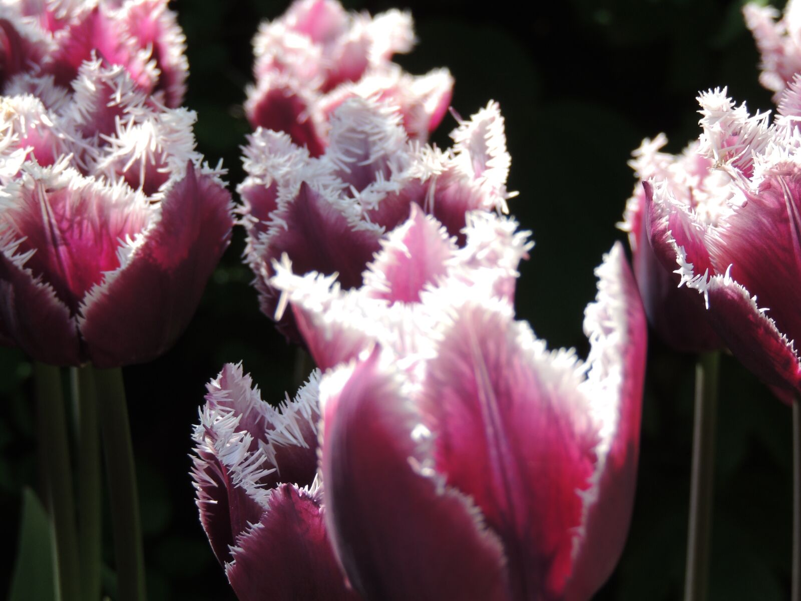 Nikon Coolpix P510 sample photo. Tulips, lighting, flower photography