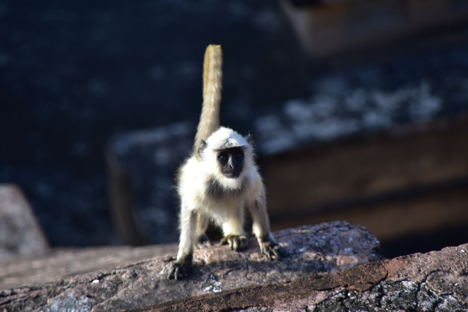 Nikon D810 sample photo. India animal, animal, monkey photography