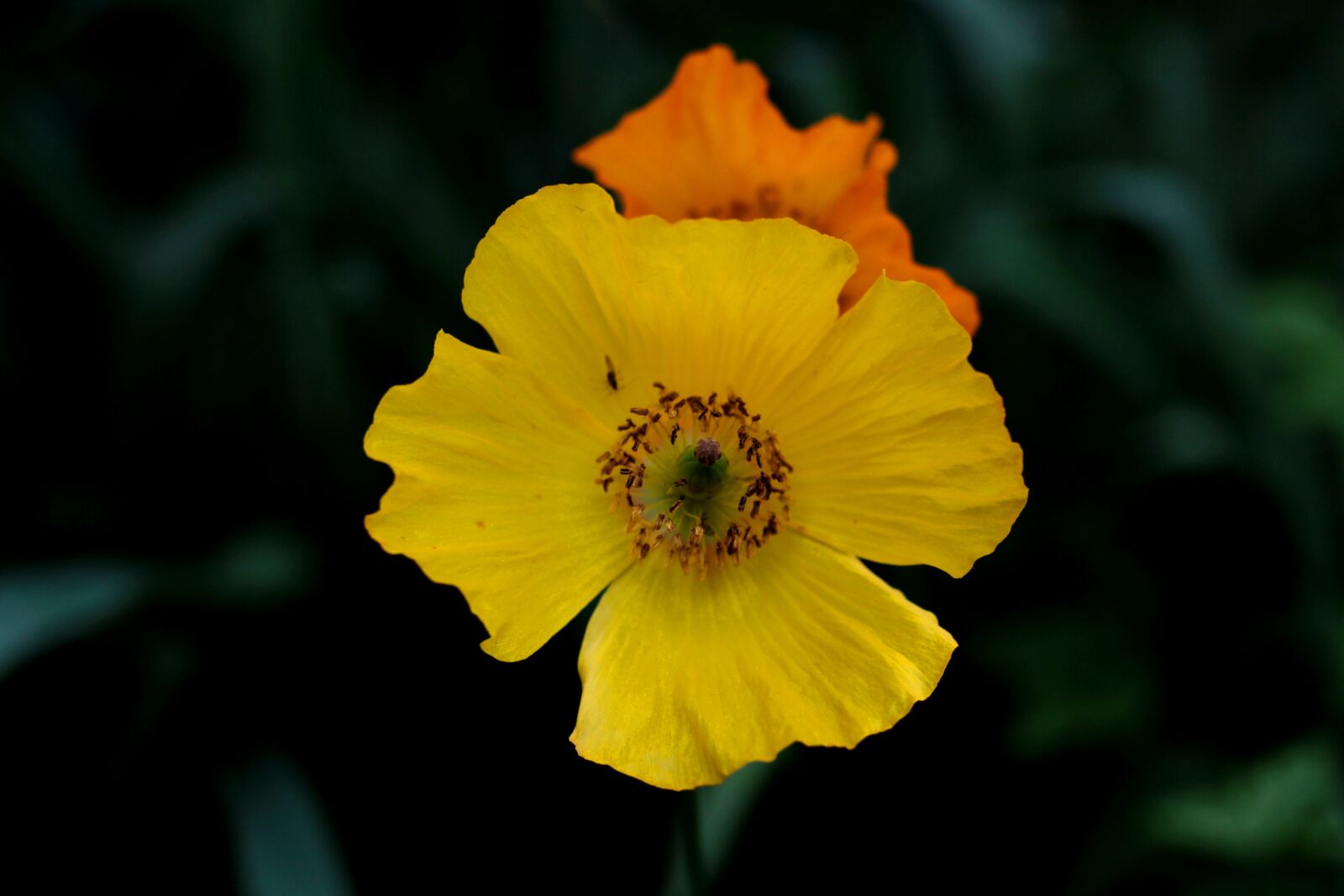 Canon EOS 600D (Rebel EOS T3i / EOS Kiss X5) + Canon EF 50mm F1.8 STM sample photo. Eschscholzia californica, nightcap, yellow photography