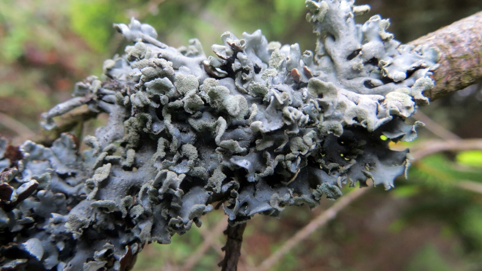 Canon PowerShot SX240 HS sample photo. Lichen, branch, conifer photography