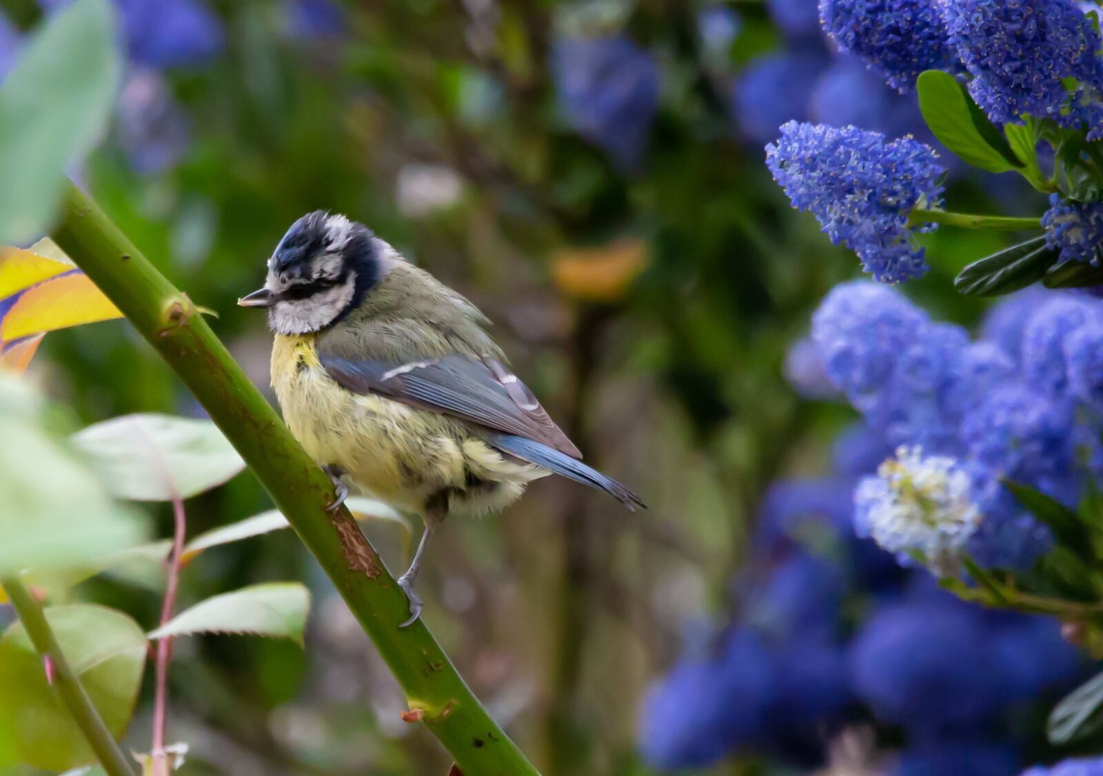 150-600mm F5-6.3 DG OS HSM | Contemporary 015 sample photo. Blue tit, feeding tit photography