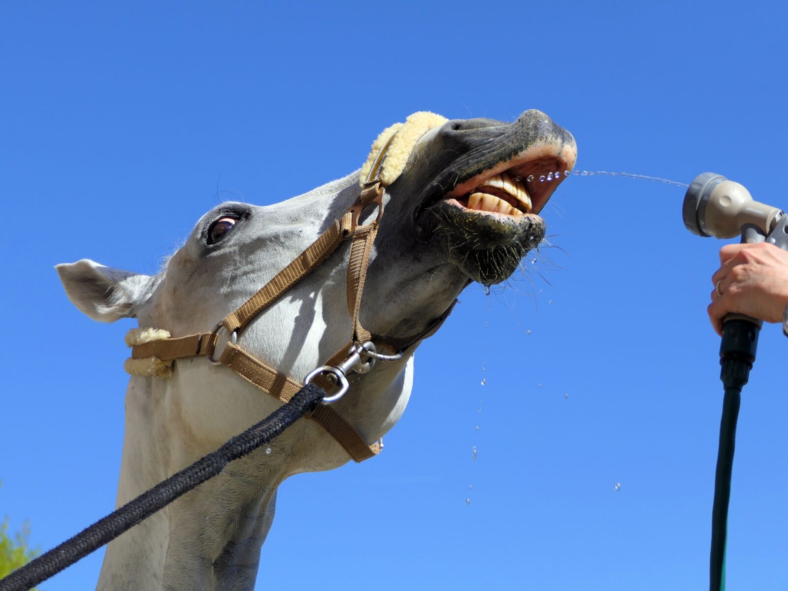 Panasonic Lumix DMC-FZ2500 (Lumix DMC-FZ2000) sample photo. Horse, shower, drink photography