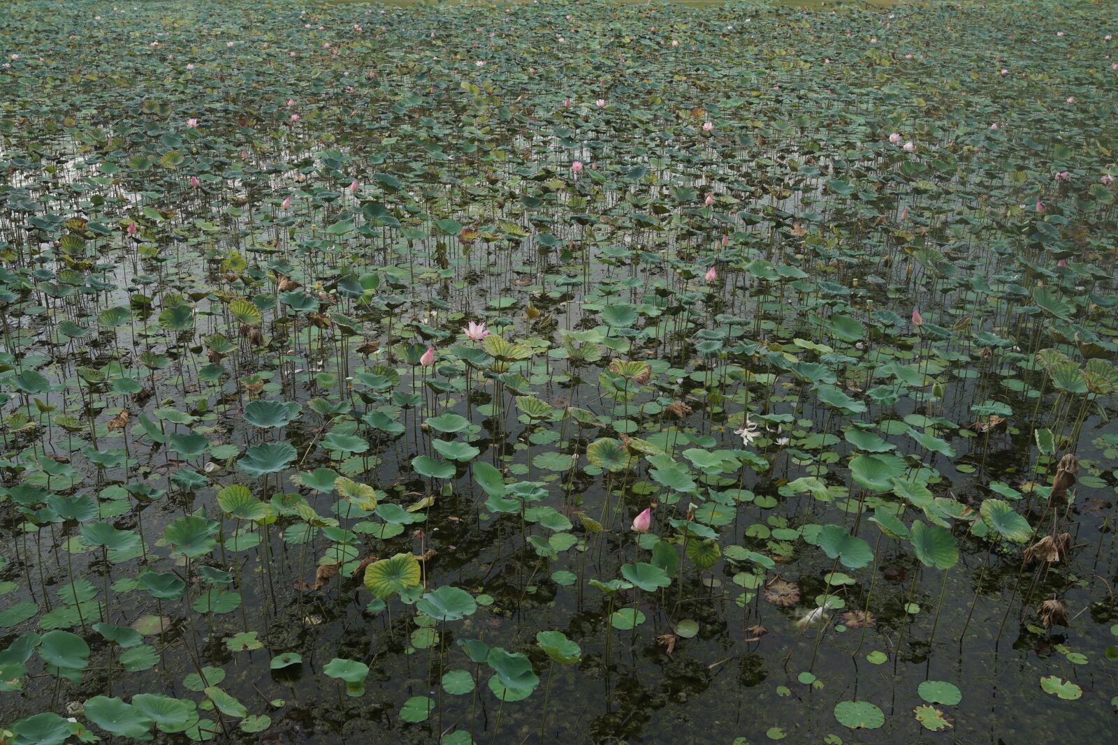 Sony Cyber-shot DSC-RX1R sample photo. Lotus, pond, water photography