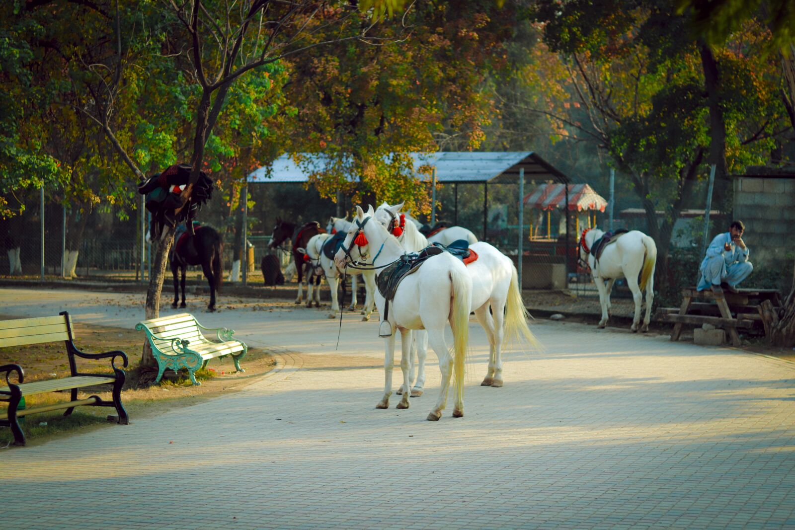 Canon EOS 200D (EOS Rebel SL2 / EOS Kiss X9) sample photo. Horse, animal, cowboy photography