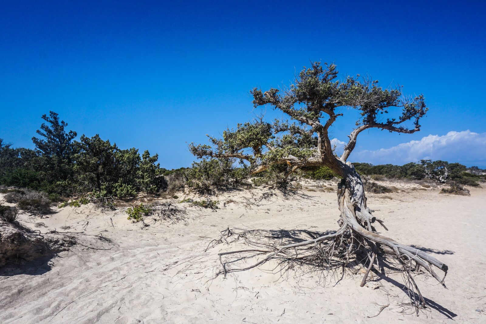 Sony a6000 sample photo. Trees, sand, dunes photography