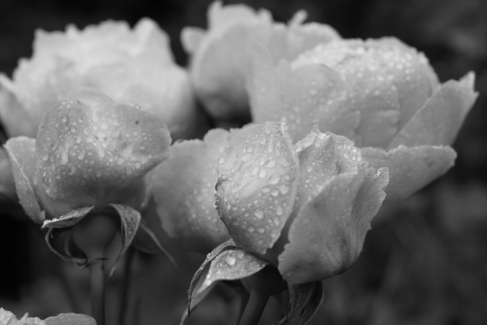 Canon EOS 500D (EOS Rebel T1i / EOS Kiss X3) sample photo. Roses, romantic, petals photography