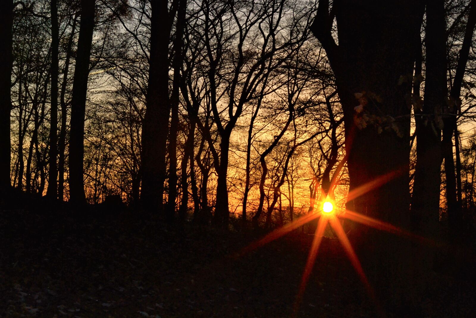 Nikon D3100 sample photo. Evening, evening, sky, forest photography