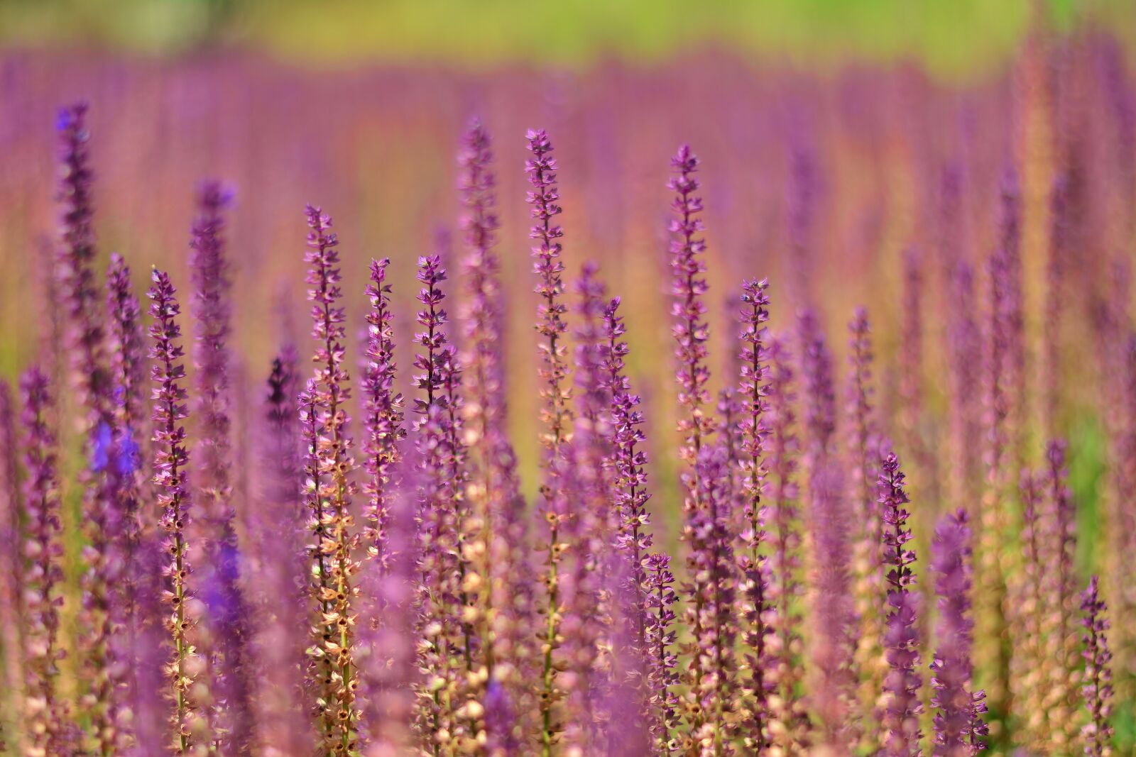 Nikon D5200 sample photo. Lavender, herbs, violet photography