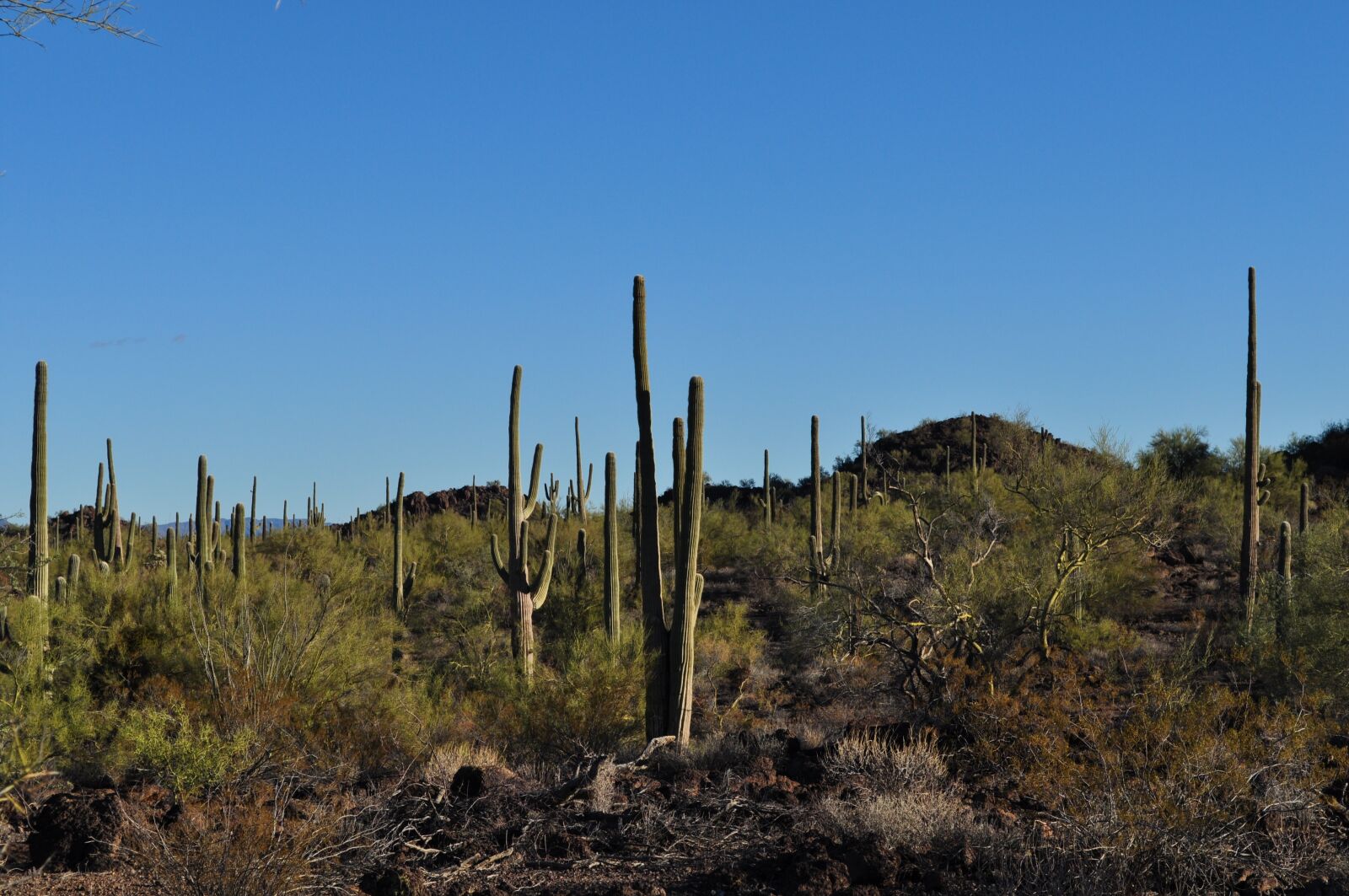 Nikon D5000 sample photo. Desert, cactus, landscape photography