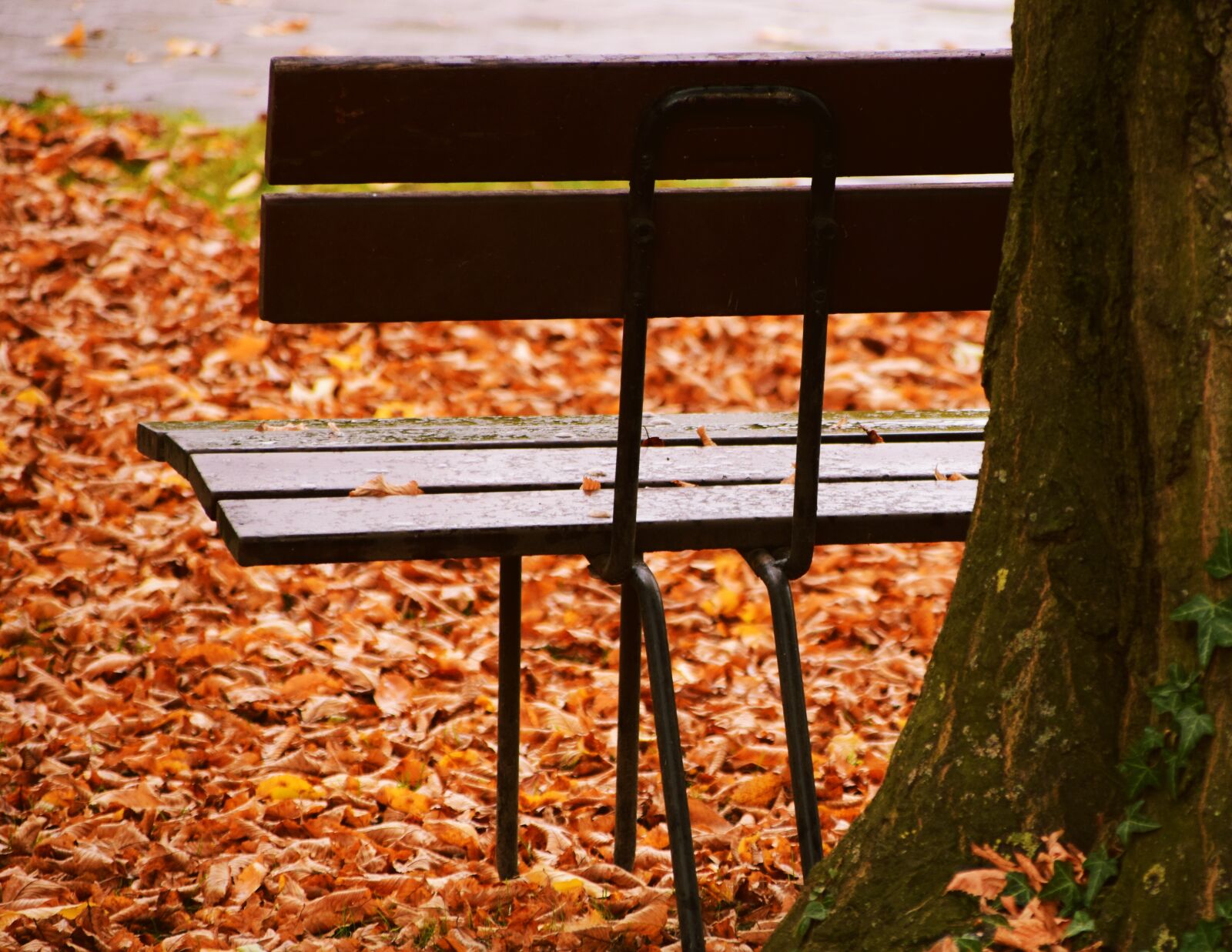 Nikon D3300 sample photo. Bank, autumn, leaves photography